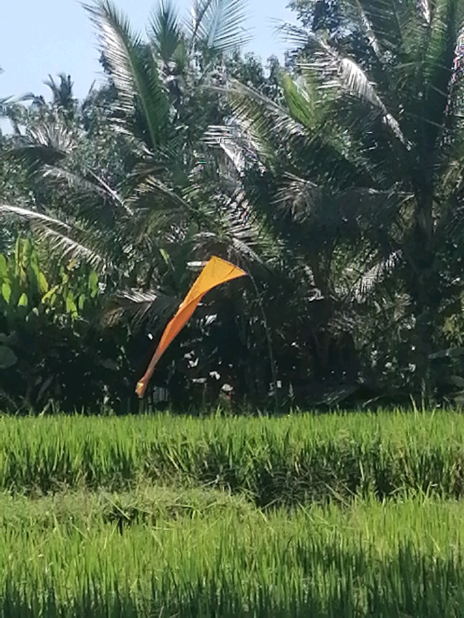 An orange flag, likely a prayer flag, flutters against a backdrop of lush green rice paddies and dense tropical foliage, characteristic of the Ubud District in Indonesia. The flag is positioned in the mid-ground, its bright color contrasting with the natural hues of the environment. The rice fields occupy the foreground, a vibrant carpet of green stalks. Behind the fields, palm trees and other lush vegetation create a dense, verdant wall, suggesting a humid, tropical climate. The sky is a pale blue, visible through the sparse canopy of leaves. There are no people visible in the frame. The overall scene conveys a sense of serene natural beauty.