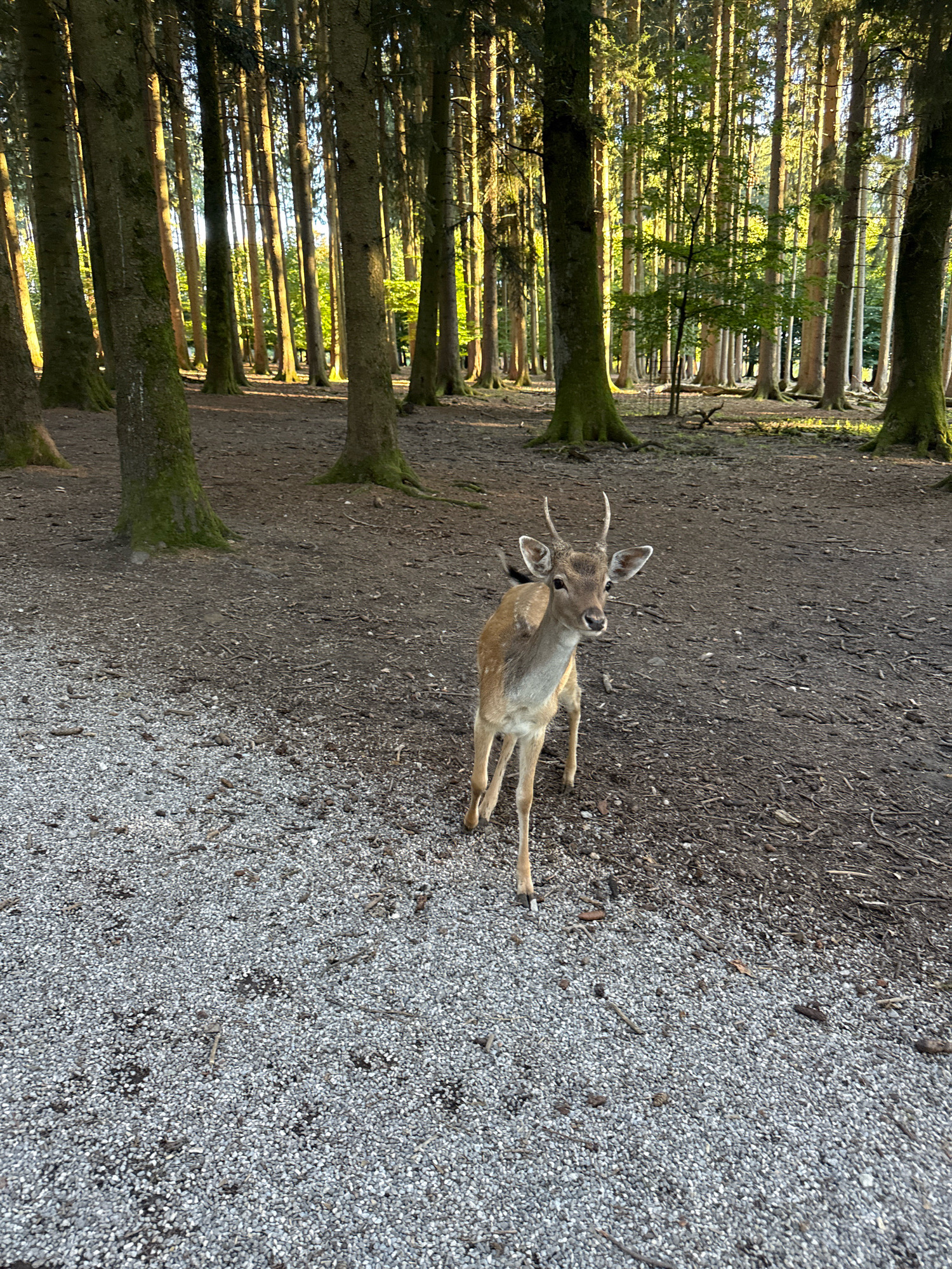 A young deer with small antlers stands in a wooded area, facing the camera. The deer is light brown with darker spots. Its ears are alert, and it appears to be looking directly at the viewer. The deer is standing on a path covered with small gray pebbles and some dirt. Behind the deer, tall trees with dark bark and green moss on their trunks create a dense forest backdrop. Sunlight filters through the trees, casting dappled shadows on the ground and illuminating patches of green foliage. The ground in the background is a mix of dirt and fallen leaves, with more tree trunks visible. The scene suggests a natural, outdoor setting, possibly a park or a wildlife reserve. The lighting indicates it is likely daytime, with the sun relatively low in the sky, possibly late afternoon. There is no visible text in the image.