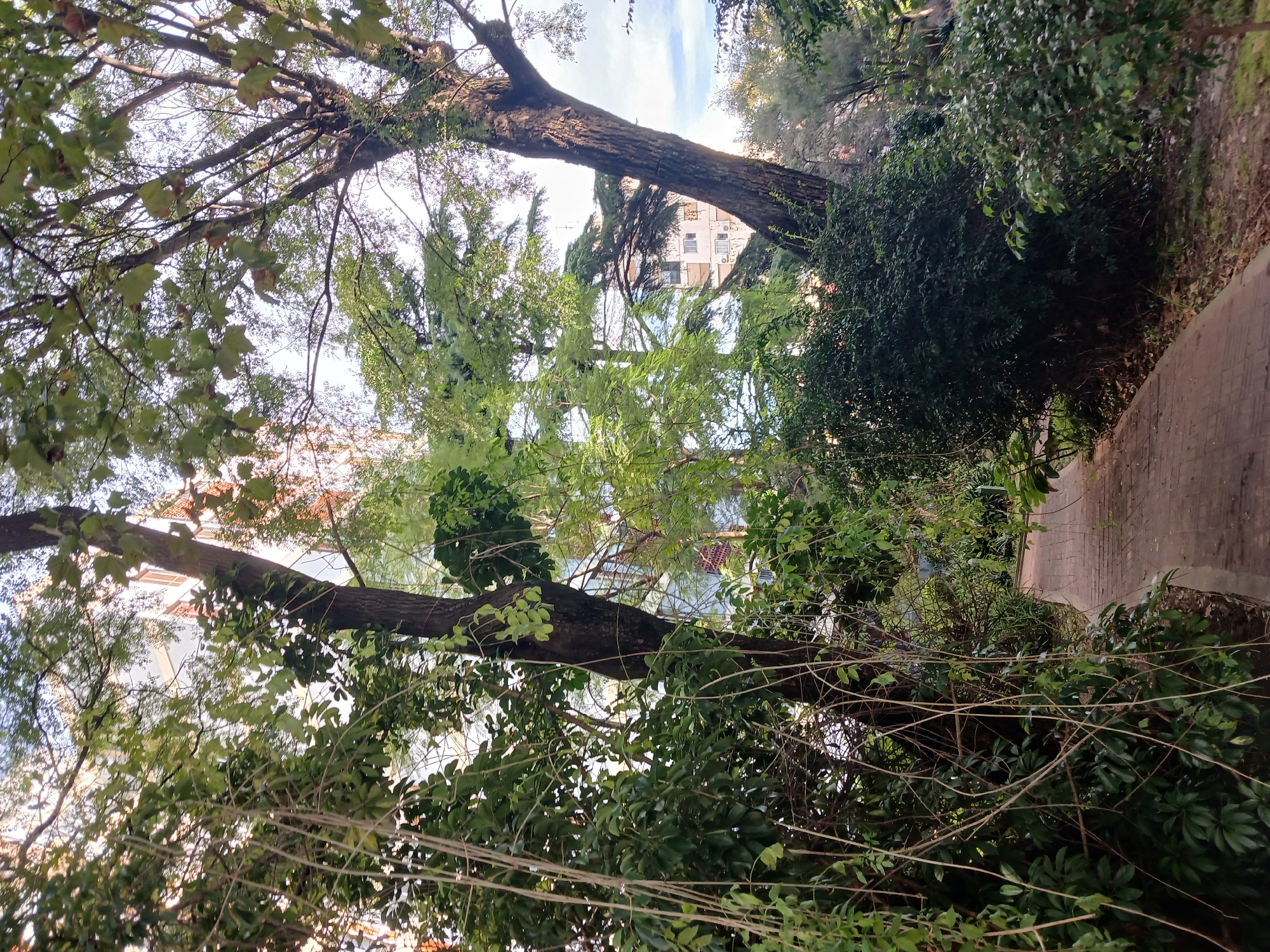 The image depicts a park in Buenos Aires, Argentina. The frame is filled with trees and greenery. A paved walkway is visible on the right side of the image, partially obscured by foliage. In the background, a multi-story building can be seen through the trees. The image is taken from a low angle, looking upwards towards the sky and the building.