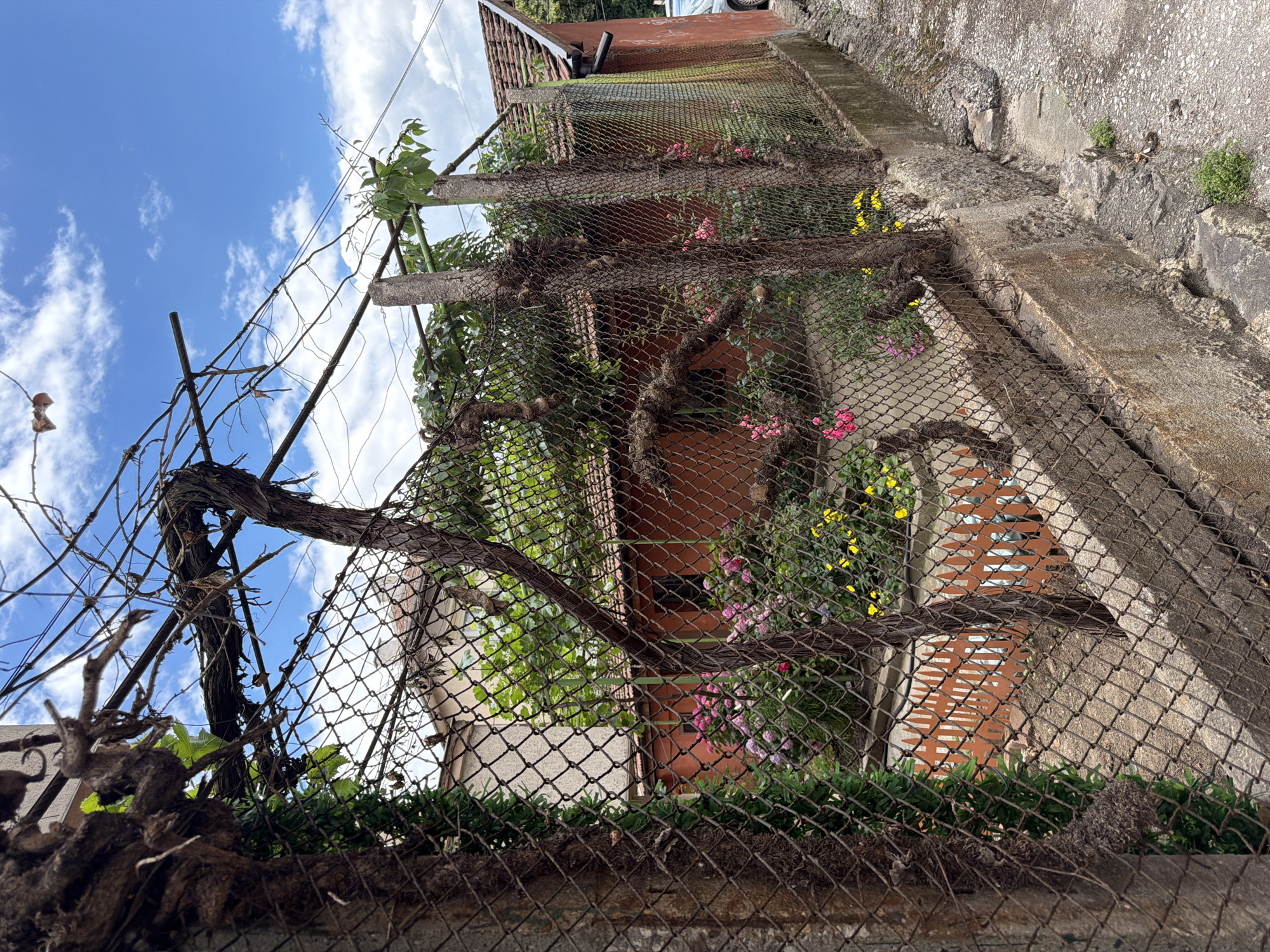 This is a medium shot, eye-level, outdoor photograph taken in the city of Pazardzhik, Bulgaria. The image depicts a residential yard, viewed through a chain-link fence. In the foreground, a rusty chain-link fence runs horizontally across the frame. The fence is supported by rough, concrete posts. Overgrown, dried vines and branches are entwined on the fence and the posts, with some green foliage peeking through.
Behind the fence, a colorful garden is visible. Pink and yellow flowers are in bloom, set against a backdrop of lush green foliage. A low, orange, picket-style fence with decorative cutouts borders a section of the garden. In the background, a part of a residential building with an orange-tiled roof is visible. The building has a light-colored facade. The sky above is blue with scattered white clouds. To the right of the frame, a portion of a road or alleyway is visible, with cracked asphalt and some sparse vegetation growing along the edge of the concrete curb. A small section of a silver vehicle can be seen at the far right of the image.