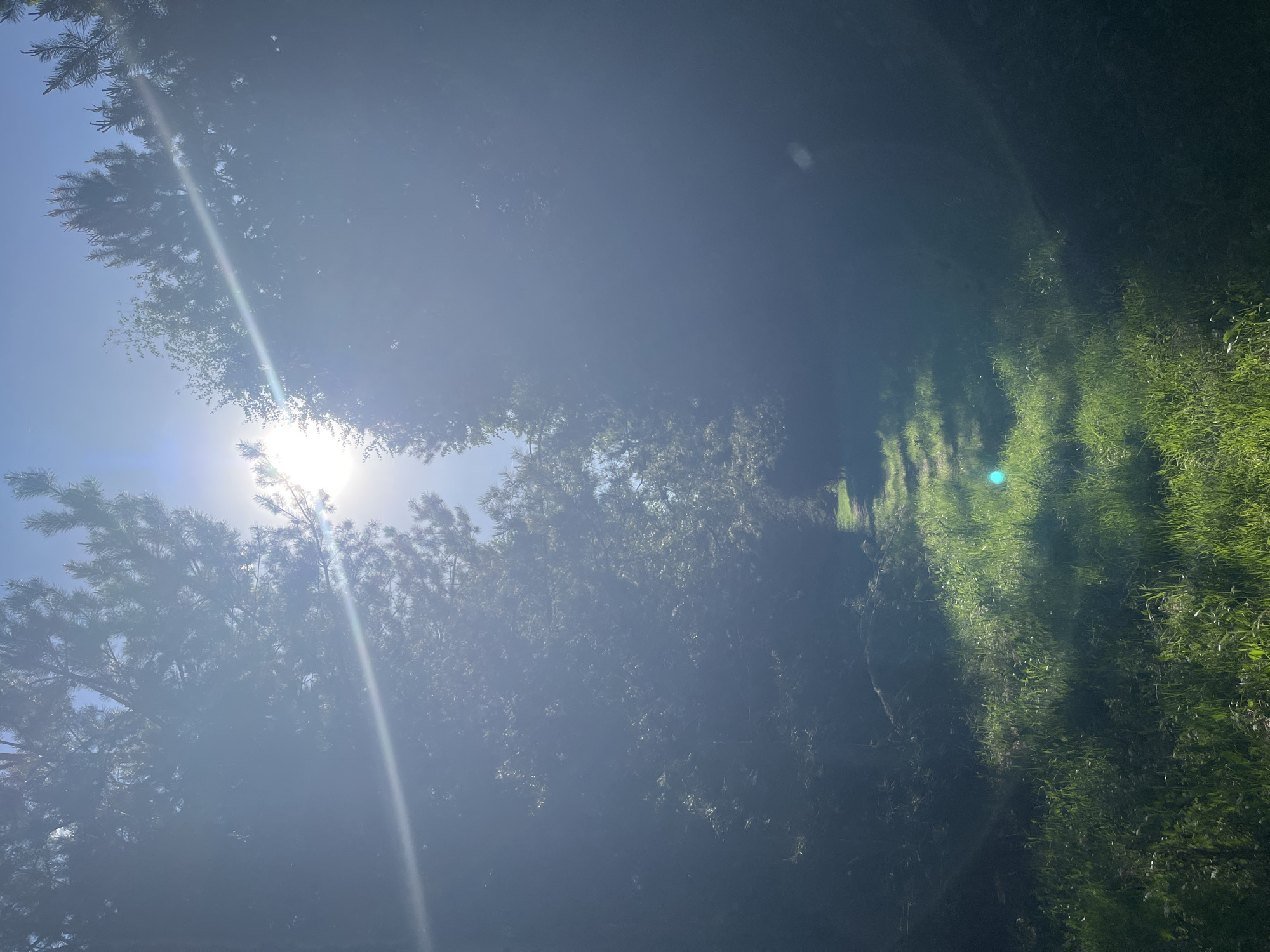 The image shows a view looking up through trees towards the sun. There is a bright sun with a lens flare, and the trees are silhouetted against the sky. On the right side of the frame is a patch of green grass in shadow. The location in the city of Chaikovsky, Russia is not discernible from the image.