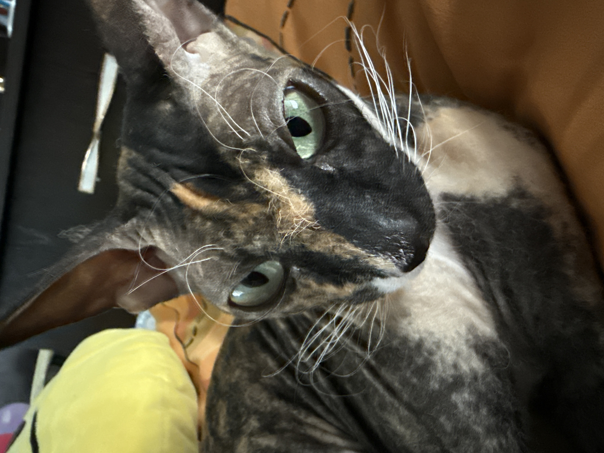 A close-up, head-on shot shows a tortoiseshell-colored Sphynx cat with large, pointed ears and striking green eyes. The cat's fur is patchy, with a mix of dark grey, black, and tan markings. Its whiskers are long and white, some appearing to curl in multiple directions. The cat is lying down on a brown, textured surface, possibly a blanket or furniture. In the background, a blurred yellow plush toy is visible, along with hints of other objects and a dark surface that could be furniture. The lighting is dim, creating some shadows on the cat's face. There is no visible indication of the cat's location within the city of Tekeli, Kazakhstan.