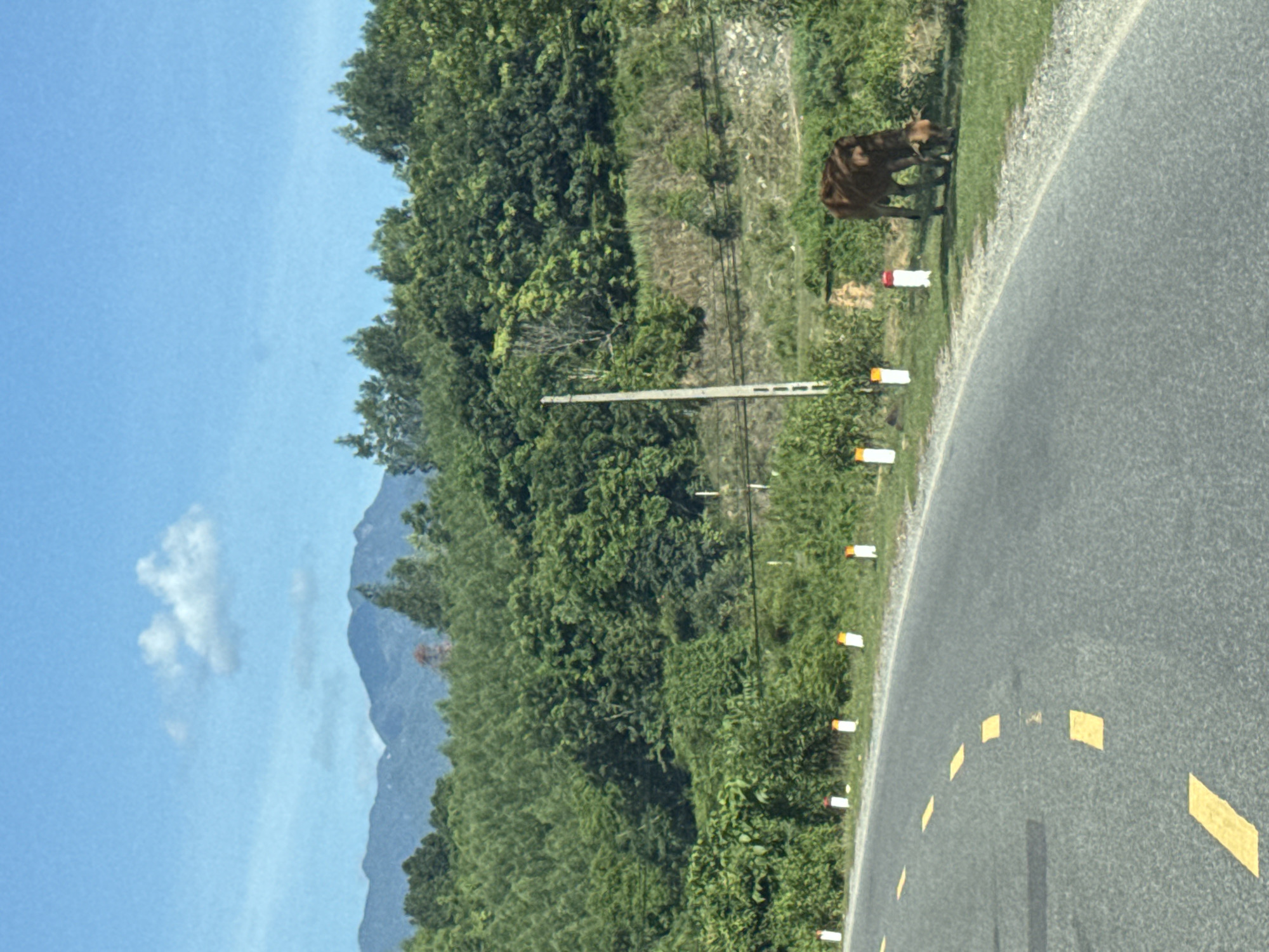 The image depicts a rural roadside scene in Nam Khánh Vĩnh, Vietnam, on a sunny day with a clear blue sky and scattered clouds. The foreground features a grey asphalt road with yellow dashed lane markings curving to the left. Along the right side of the road, a grassy embankment is lined with short, white and red topped markers. Beyond the embankment, a dense, green forest covers the landscape, leading up to a range of blue-tinged mountains in the background. A single brown cow is seen grazing on the grass near the roadside, accompanied by a smaller calf. A tall, grey utility pole stands on the embankment between the road and the forest. The overall impression is one of a peaceful, natural landscape with elements of rural infrastructure.