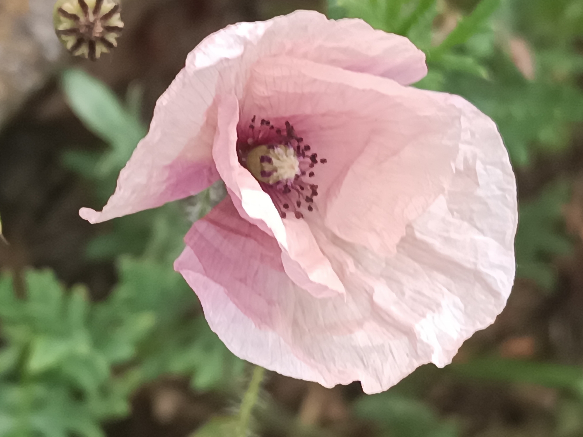 A close-up photograph displays a single light pink poppy flower in full bloom, positioned centrally within the frame against an out-of-focus green and dark brown background. The delicate, crinkled petals exhibit a range of pale pink hues, from nearly white at the edges to a slightly deeper rose-pink towards the flower's interior. The center of the poppy features a prominent light green pistil (seed pod) surrounded by numerous dark purplish-brown stamens, each tipped with lighter pollen. In the upper left portion of the image, an out-of-focus, dried flower part or seed pod with a distinct star-like apical pattern is visible. The ambient light illuminates the translucent petals, highlighting their subtle texture. The scene is located in Viadana, Italy.