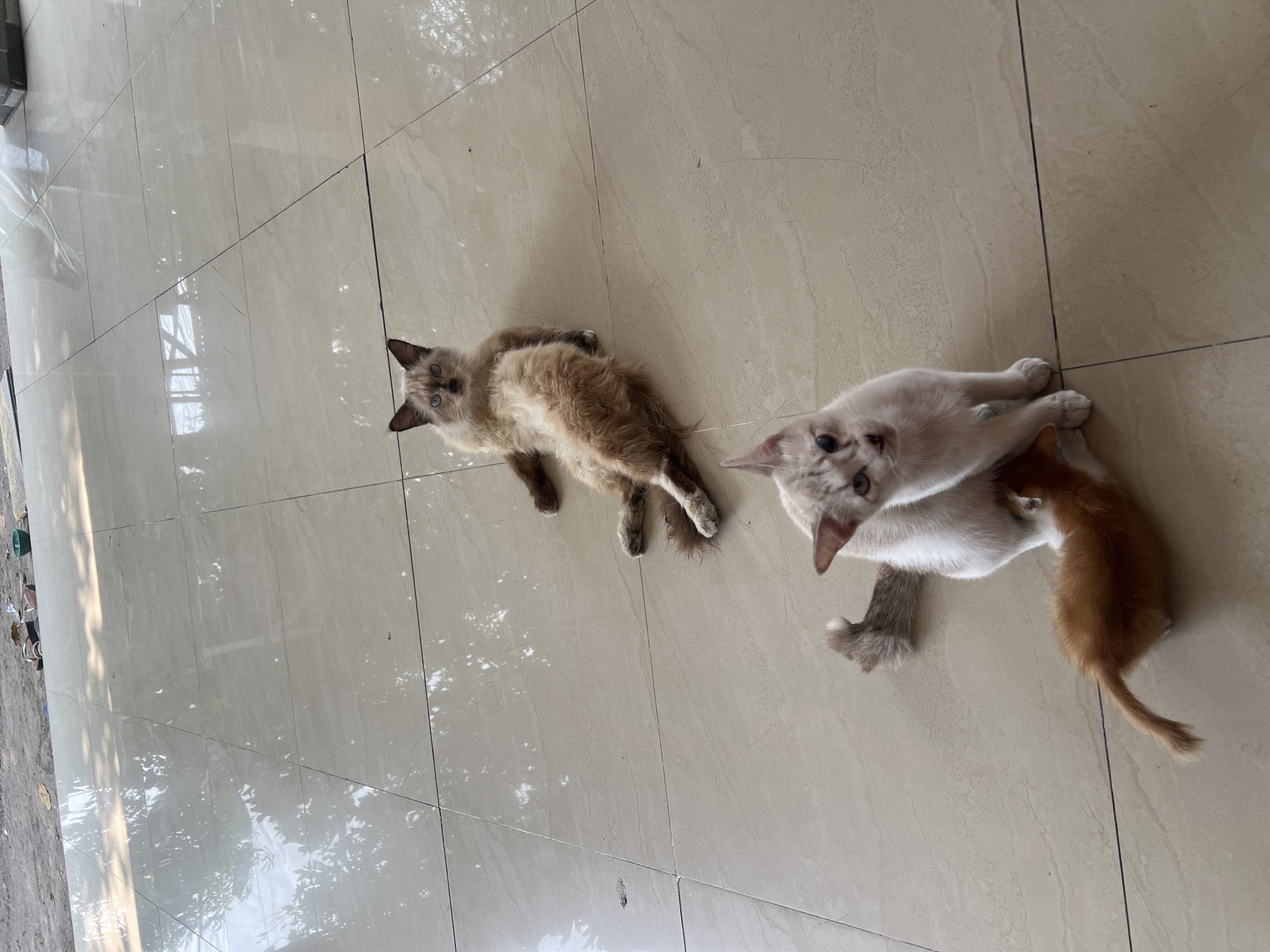 In Klapanunggal, Indonesia, on a tiled outdoor patio bathed in sunlight and dappled with tree shadows, three cats are present. A adult cat with fluffy, light brown and white fur and blue eyes is lying on its back, stretched out on the tiles. A second adult cat, lighter in color with blue eyes and tabby markings on its face, is sitting on its haunches. Nestled beneath this second cat, a small, orange kitten is nursing. The environment is simple, with bare dirt and some discarded flip-flops visible in the background.