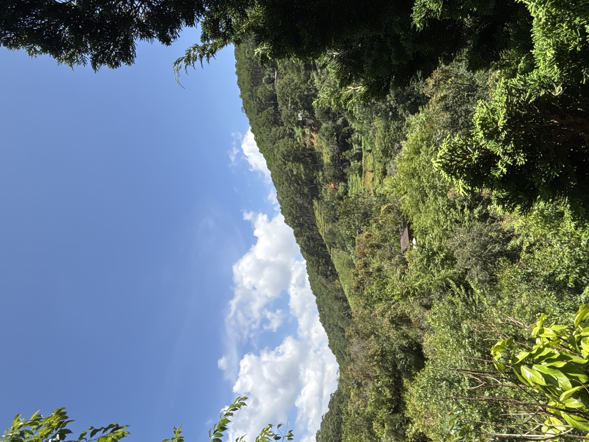 The image depicts a lush, green hillside with a clear blue sky above. The hillside is covered in dense vegetation, including a variety of trees and shrubs. Some areas of the hillside appear to be terraced, suggesting agricultural use. In the distance, a few scattered buildings can be seen nestled among the trees. The foreground is dominated by the foliage of trees and plants, with the branches of a dark green conifer tree framing the right side of the image. The scene appears to be a natural landscape, possibly in a rural or mountainous area. Based on the vegetation and terrain, this could be a view from the outskirts of Da Lat, Vietnam, known for its hilly terrain and extensive pine forests.