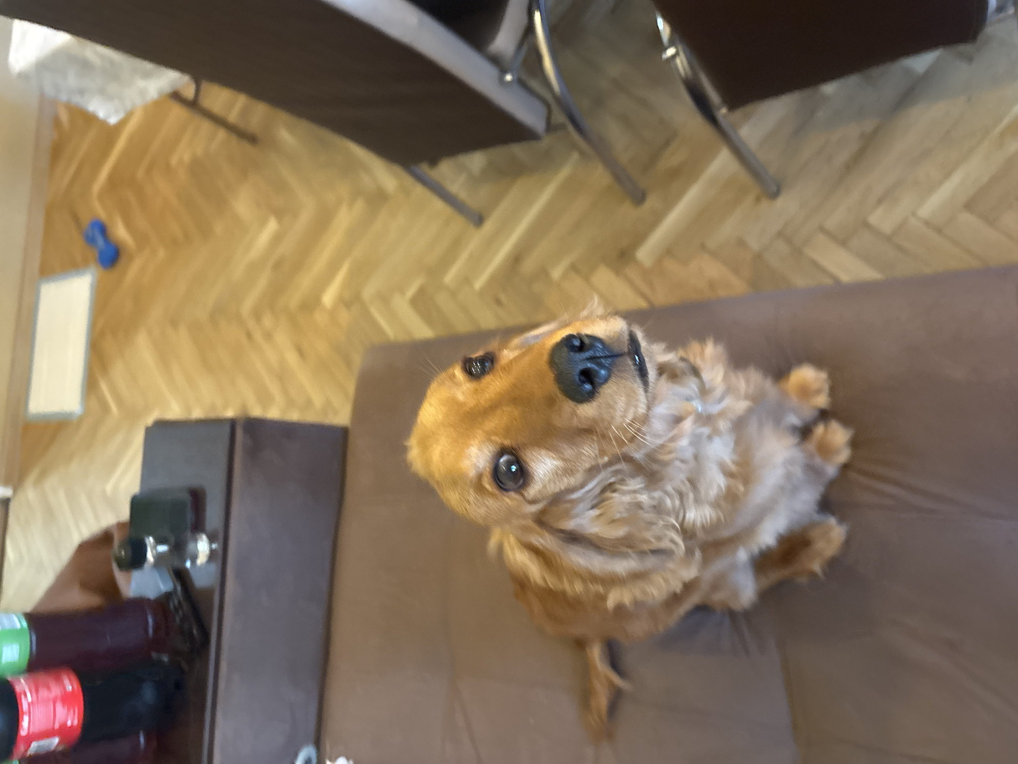 An overhead shot captures a medium-sized, light brown, curly-haired dog looking attentively upwards, centered on a brown couch or armchair. The dog, possibly a Cocker Spaniel, has expressive dark eyes and a prominent black nose. Its fur appears soft and well-groomed.
The setting is indoors, likely a residence in Plovdiv, Bulgaria, given the context. The floor is made of light-toned wooden parquet, laid in a classic herringbone pattern. In the background, to the left of the dog, stands a dark brown wooden piece of furniture, possibly a side table or cabinet. On this surface, a few bottles with visible red and green labels are present, along with a metallic device clamped to its side. Further back, two dark brown tables or chairs with slim silver metal legs are visible, suggesting dining or living room furniture.
On the wooden floor, to the upper left of the image, a small blue, dumbbell-shaped toy can be seen, along with a rectangular white object, possibly a small mat or board. The overall perspective is from above, looking down into the room, and the image is slightly tilted. The lighting is soft and even, typical of an indoor environment. The dog's posture and upward gaze suggest it is engaging with someone or something directly above it, possibly anticipating a treat or attention. There is no clearly legible text visible on any objects.