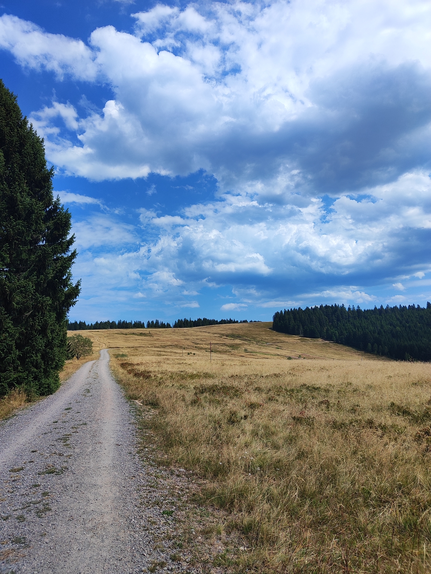 The image shows a winding gravel road leading through a dry, golden meadow. The road is bordered on the left by a tall, dark green evergreen tree and on the right by the meadow which is dotted with patches of darker green vegetation. In the background, a dense line of evergreen trees forms a dark green horizon across a rolling hillside. The sky above is a vibrant blue, filled with dramatic, fluffy white and grey clouds. The scene appears to be a rural landscape, possibly in the vicinity of Todtnau, Germany, a region known for its hilly terrain and forests. There are no people or animals visible in the image. The overall impression is one of natural beauty and tranquility under a dynamic sky.