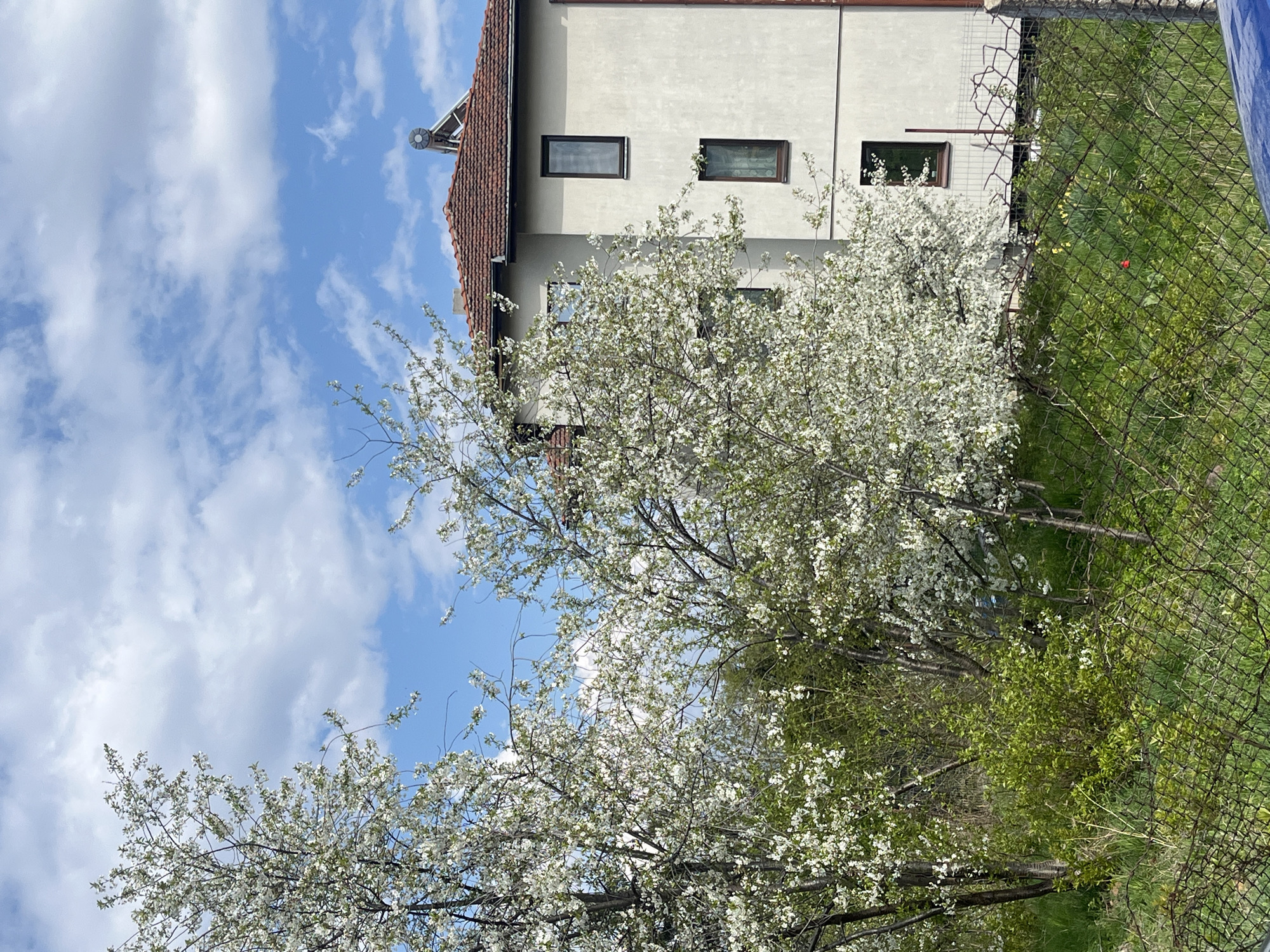 The image shows a two-story building with a light-colored facade and a brown tiled roof. Three rectangular windows are visible on the second story. A satellite dish is mounted on the roof. The building is partially obscured by trees in full bloom with white flowers. To the right of the building is a wire fence, separating the property from a grassy area with some red flowers. The sky is blue with scattered white clouds. The scene appears to be in a suburban or rural area. It could be on the outskirts of Sofia, Bulgaria, but nothing in the image provides proof of that.