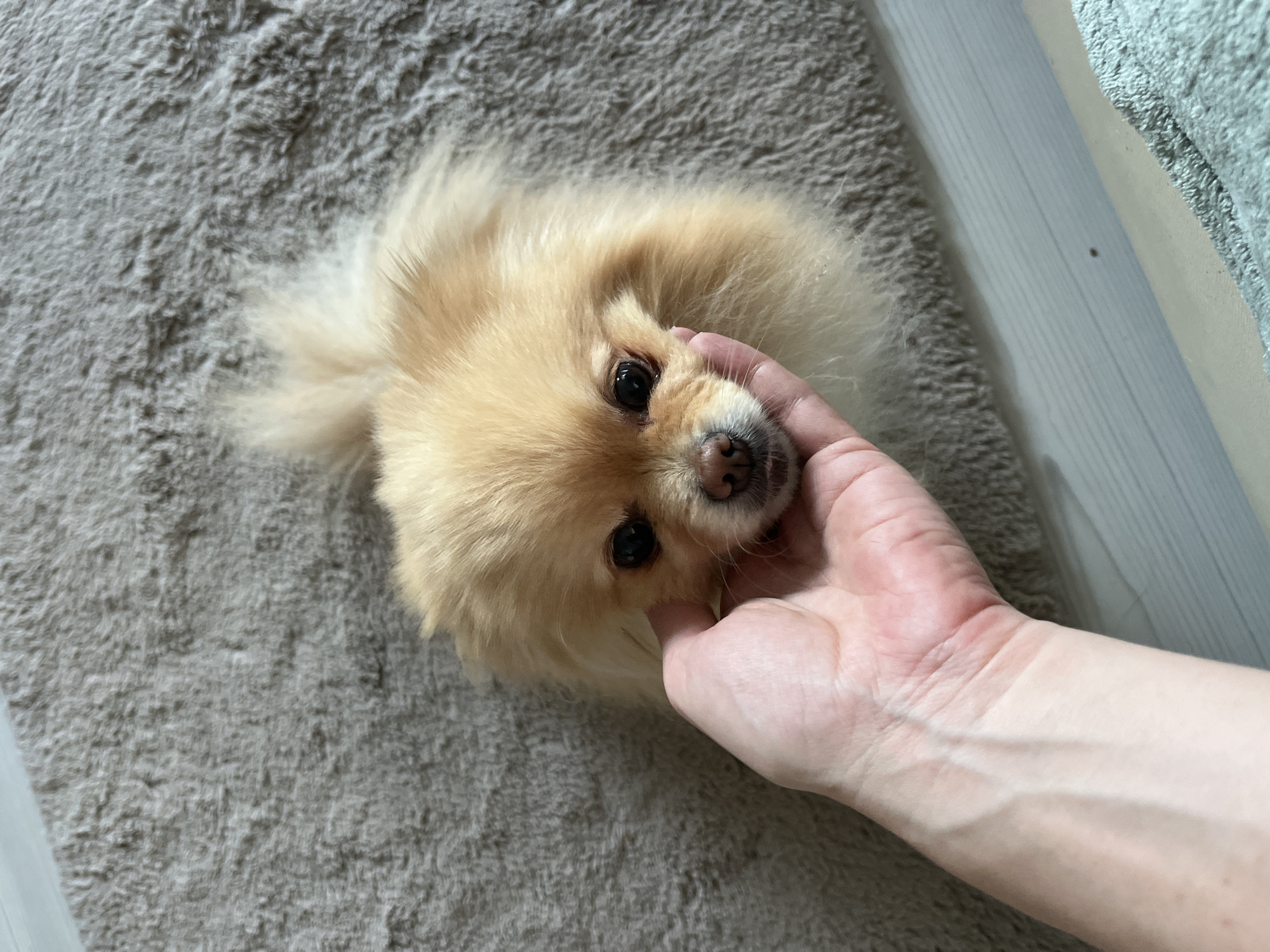 An overhead, medium shot captures a tan-colored Pomeranian dog lying on a textured, grey carpet. A human hand gently strokes the dog's face, with the thumb resting on its cheek and fingers cupping its jaw. The dog's dark eyes are open, and its nose is dark brown. The background consists of the grey carpet and a light-colored wooden floor. The scene is set indoors, likely in a residential environment in Krakow, Poland, as suggested by the provided contextual information (though not visually evident in the image itself).