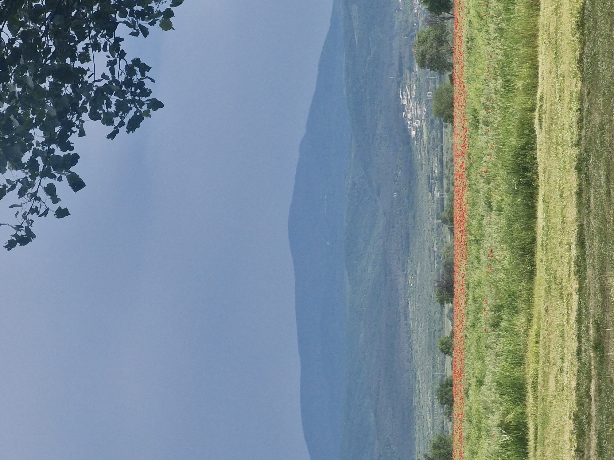 The image shows a landscape with a mountain range in the background. The foreground features a field with a distinct line of red flowers, likely poppies. A patch of trees is visible in the upper left corner of the frame. The location might be near Kadievo, Bulgaria, suggested by the landscape features and the presence of a settlement on the mountain slope. The image appears to be rotated 90 degrees counterclockwise.