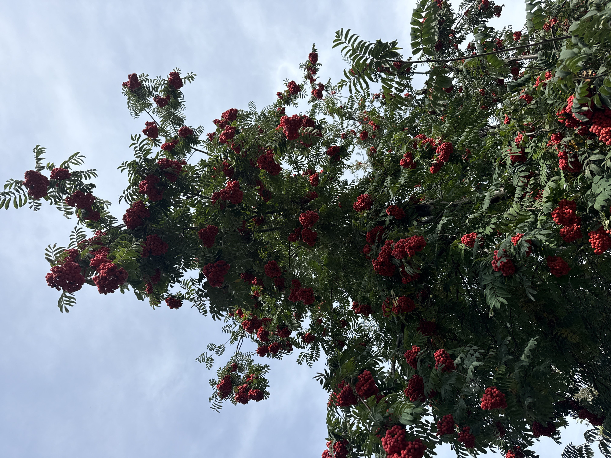 A low-angle medium shot captures the full canopy of a rowan tree laden with bright red berries against a cloudy sky in Votkinsk, Russia. The tree's dense green leaves form a lush backdrop to the abundant clusters of berries, which hang heavily on branches extending across the frame. The lighting suggests an overcast day, with diffused light highlighting the vibrant red of the fruit and the deep green of the foliage. No people or animals are visible in the scene. The image appears to be taken outdoors, likely in a park or garden setting, given the presence of a mature tree with a full crown.