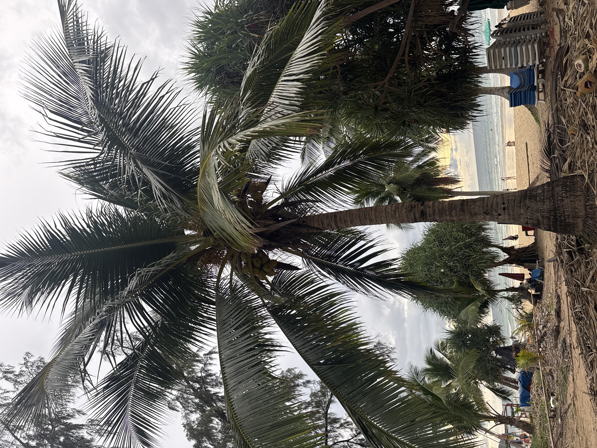 The image depicts a tropical beach scene in Karon, Thailand. The foreground is dominated by the fronds and trunk of a large coconut palm tree, its leaves creating a natural canopy. In the background, the ocean stretches towards a hazy horizon under an overcast sky, suggesting either early morning or late afternoon. The beach itself appears sandy and is lined with numerous empty lounge chairs stacked neatly, indicating a resort or public beach area. Some people are visible as small figures on the sand near the water's edge, suggesting a leisurely day. Further inland, dense green foliage and other palm trees are visible, contributing to the lush tropical atmosphere. The overall mood is serene and relaxed, characteristic of a tropical vacation spot. The weather appears to be cloudy, possibly with a hint of sunset light peeking through the clouds. No visible text is present in the image.