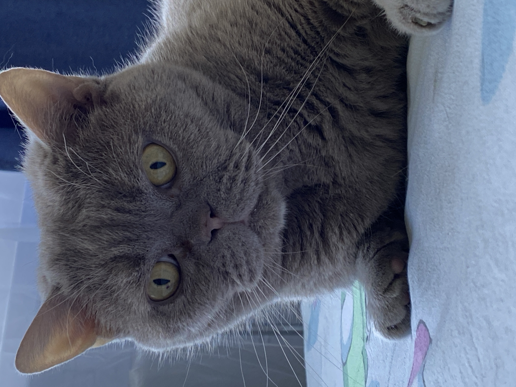 An extreme close-up shot captures a British Shorthair cat's face. The cat has grey fur and large, expressive yellow eyes with vertical pupils. Its ears are pointed and slightly tufted. The cat's whiskers are long and white, fanning out from its muzzle. The cat is lying down on a surface covered with a patterned cloth, which appears to be a bedspread or blanket. The background is softly blurred, with hints of blue and white, suggesting an indoor environment. The lighting is natural, possibly from a window, casting a gentle illumination on the cat's face. The overall impression is one of quiet observation, with the cat appearing calm and alert.