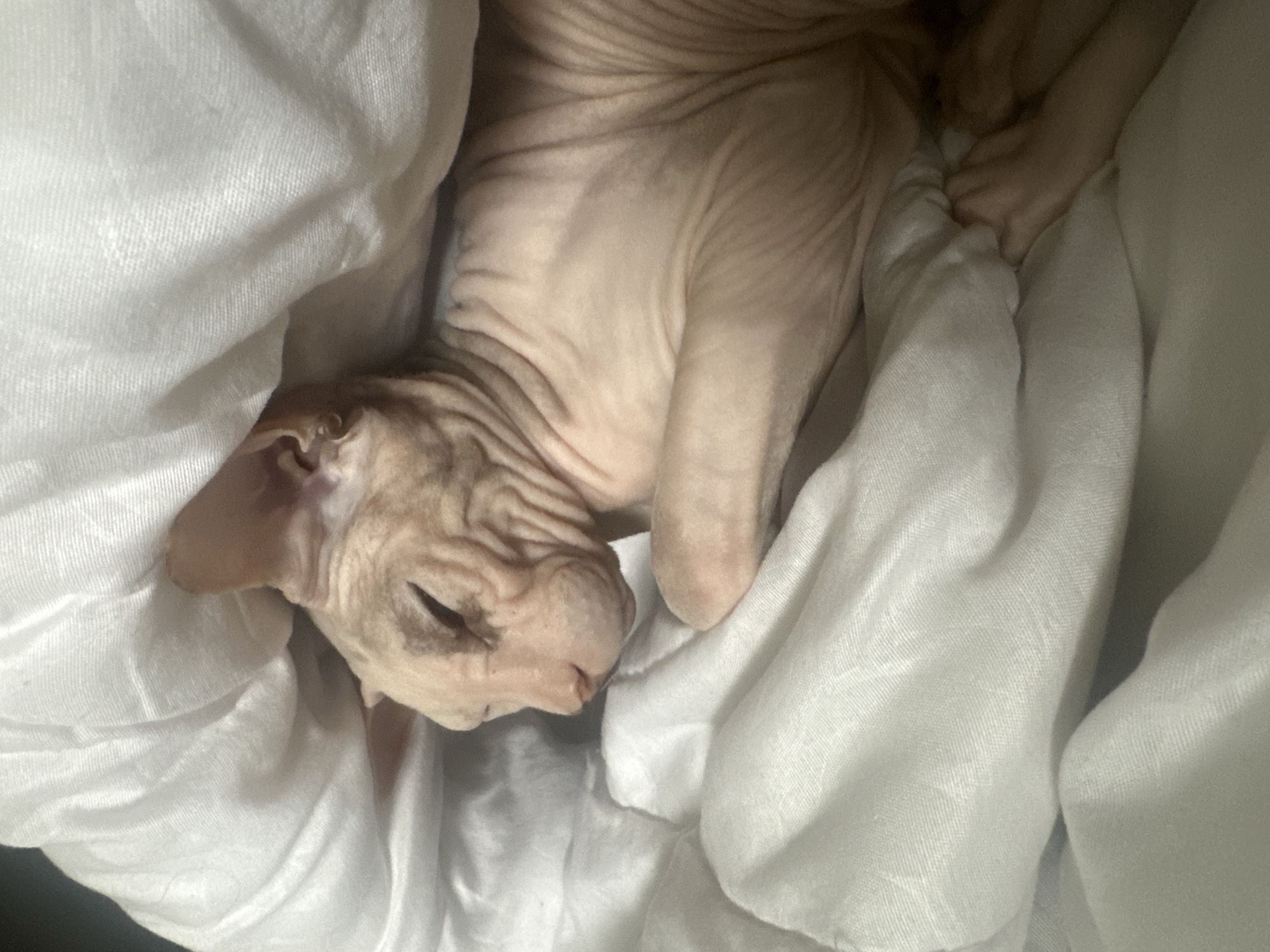 A hairless cat, possibly a Sphynx, is sleeping on a white blanket. The cat is light pink in color and has many wrinkles on its skin. Its eyes are closed, and its paws are tucked underneath its body. The blanket is soft and appears to be made of a lightweight material. The scene is lit by a soft, diffused light, creating a peaceful and cozy atmosphere. There is no information about the location in Togliatti, Russia, or any other details about the context of the image.