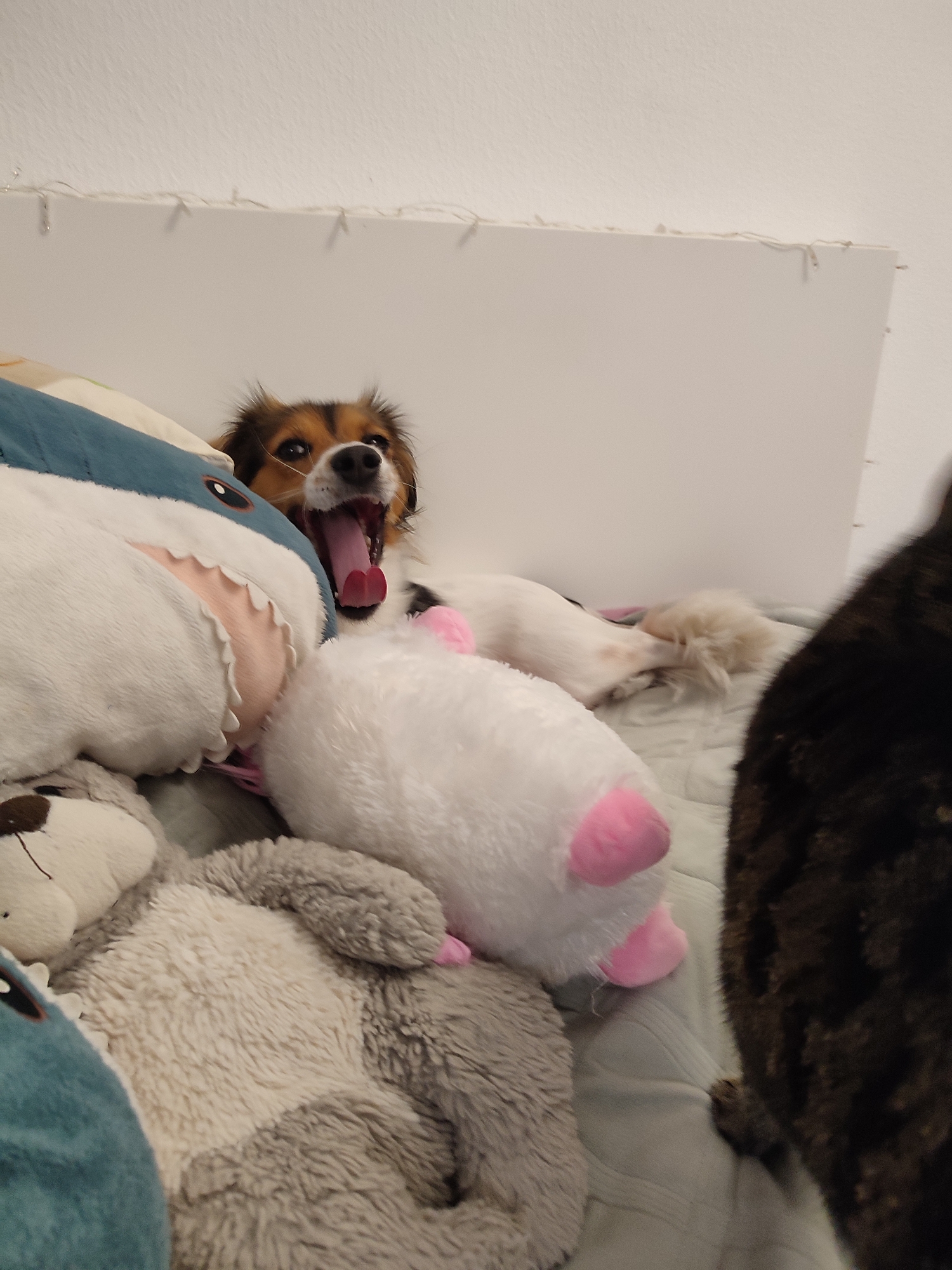 A medium-sized dog with brown and black fur is lying on a bed surrounded by stuffed animals and a cat. The dog is yawning widely, showing its tongue and teeth. The stuffed animals include a large blue shark, a white pig with pink feet, and a gray bear. The cat, partially visible on the right side of the image, has dark brown and black fur. The bed appears to be covered with a light-colored blanket. The background consists of a white wall with some string lights. The scene is likely indoors, possibly in a bedroom.