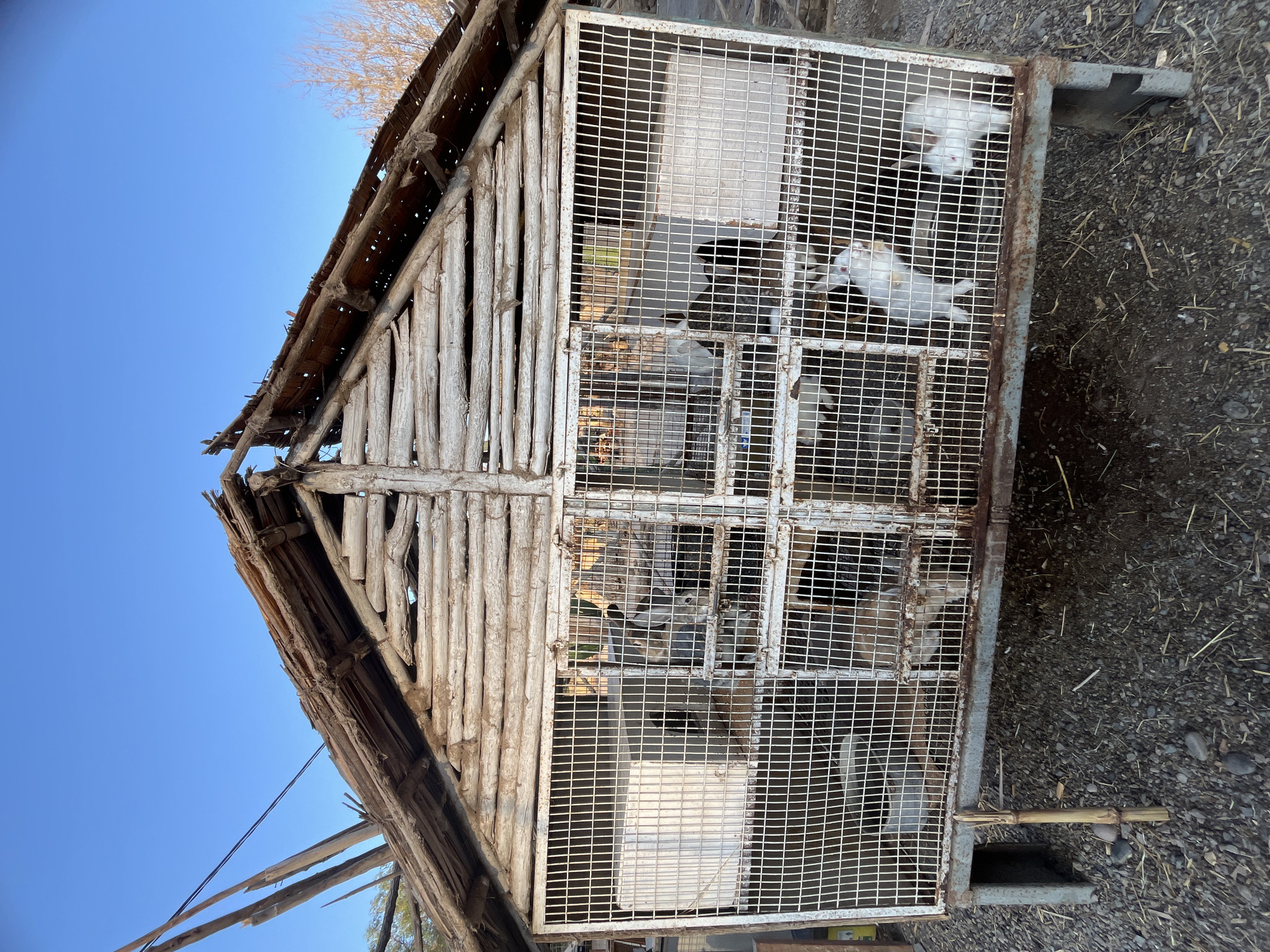 Arica, Chile: A dilapidated, A-frame structure, constructed of weathered wood, is connected to a wire-mesh cage. The cage contains multiple rabbits of varying colors (white, grey, brown, and black). The cage rests on a metal frame, partially supported by a thin, wooden stick. The ground surrounding the cage is covered in gravel and sparse vegetation. A clear, blue sky is visible in the background.