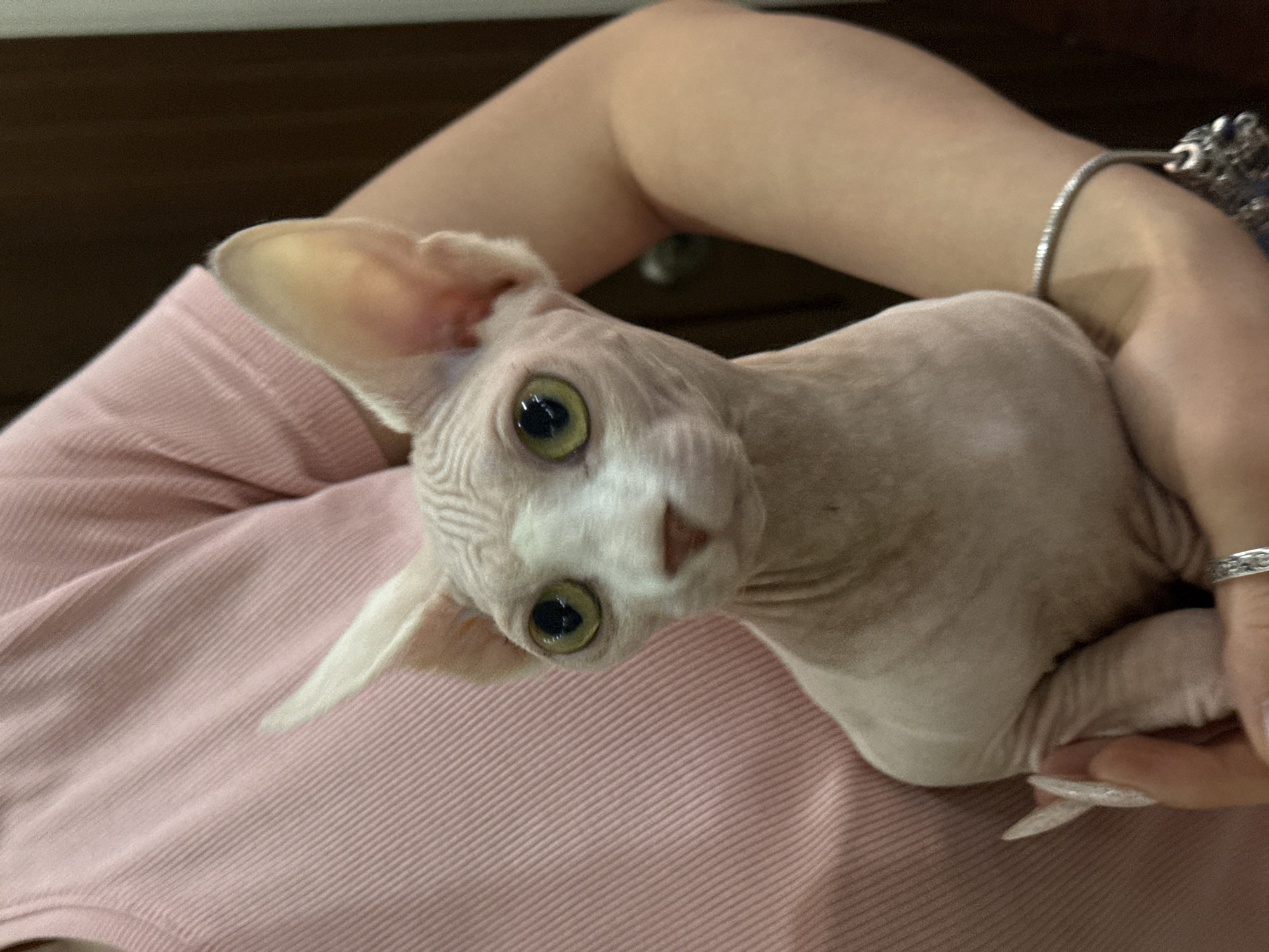 A hairless cat with light skin and large, round, green eyes rests in the arms of a person. The person's arms are visible, with a silver bracelet on one wrist and a silver ring on a finger. The person is wearing a pink ribbed shirt. The location is unspecified, but the user has requested it be set in Yerevan, Armenia.