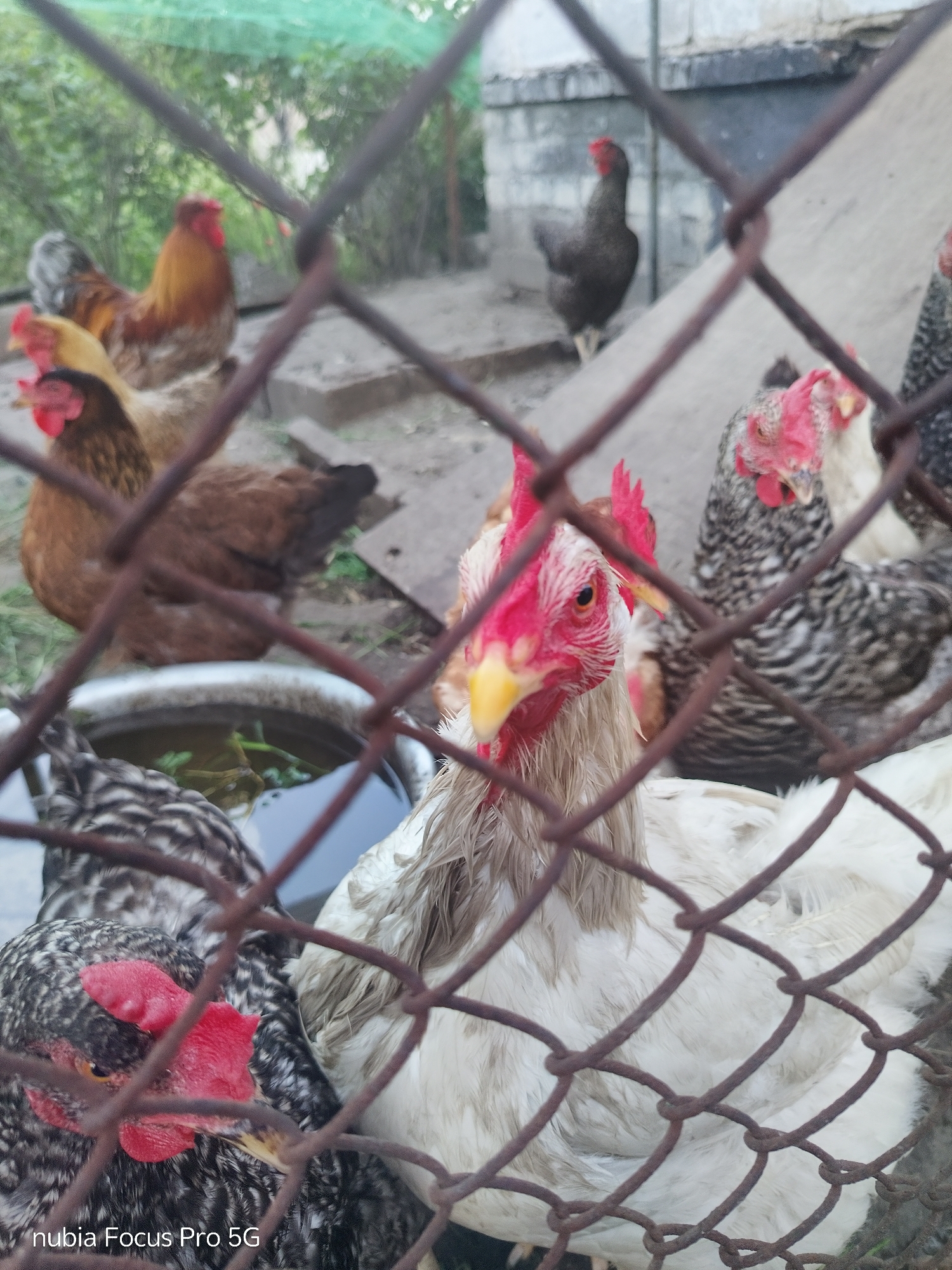 The image shows a group of chickens behind a chain-link fence. In the foreground, a white chicken with light brown markings on its neck is looking towards the camera. To its left, a black and white speckled chicken is visible, with its head turned to the left. Behind these chickens, other chickens with brown and black and white plumage are present. One chicken in the middle ground is primarily brown, and another is black. The environment appears to be an outdoor enclosure, possibly a farmyard, with dirt and scattered vegetation visible. A metal basin filled with water and some green plant material is positioned in the lower left quadrant of the image. The background includes a concrete structure and some greenery, suggesting an outdoor setting. The photograph was taken in Dnipro, Ukraine.
