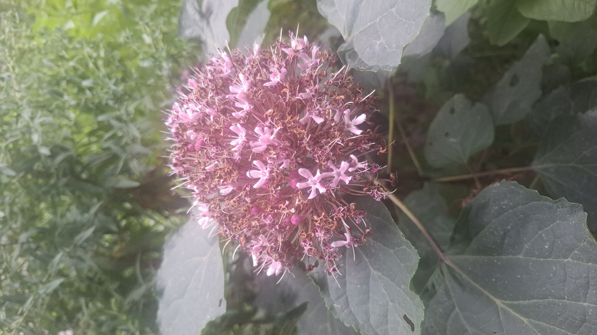 A close-up, vertical, eye-level shot showcases a cluster of small, light pink flowers, interspersed with dried brown remnants. The blooms are tightly packed, forming a spherical shape, with delicate petals and thin stamens. Surrounding the flowers are large, dark green leaves, some of which have visible veins. The background is a soft blur of green foliage, suggesting an outdoor, natural setting. The lighting is even, with no harsh shadows, indicating it might be overcast or the photograph was taken in shade. There are no people or animals visible in the image. The scene is static and appears to be a detail of a plant in a garden or park. The location of Yangi Abad, Uzbekistan, is not visually discernible from the image itself.