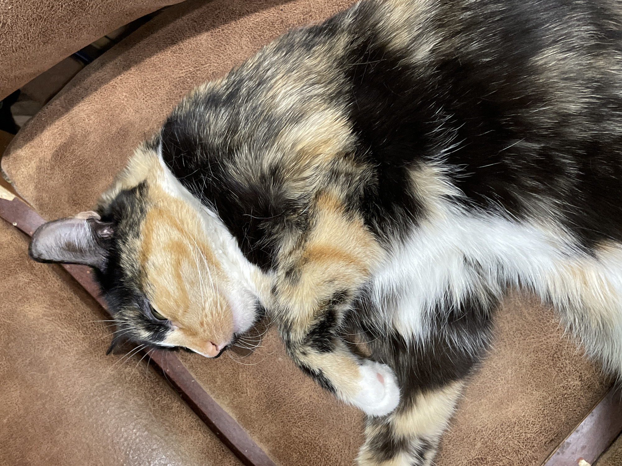 A calico cat is curled up and sleeping on a brown, textured surface, possibly a couch or chair. The cat's fur is a mix of black, orange, and white patches. Its eyes are closed, and its head is resting on its paws. The lighting in the image is dim, casting shadows and highlighting the cat's fur. No specific location in Kirovo-Chepetsk, Russia is identifiable from the image.