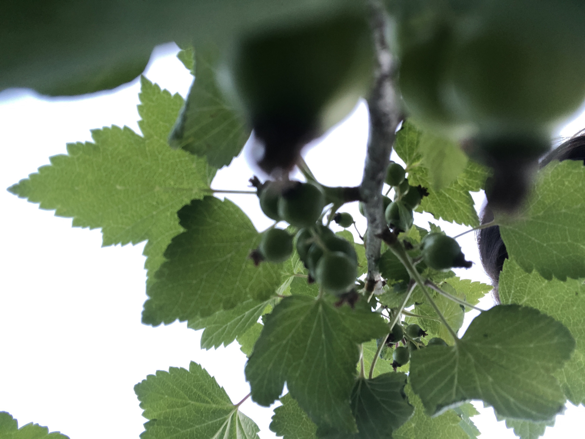The image presents an upward perspective into the canopy of a fruit-bearing plant, likely a shrub, against a bright, out-of-focus background. Numerous green, serrated leaves with visible venation are prominent, some backlit. Clusters of small, spherical, unripe green fruits, consistent with currants or gooseberries, hang from thin, greyish-brown branches. Each fruit displays a small, dark remnant of a calyx. In the lower and right portions of the frame, partially obscured by foliage and fruit, dark hair and indistinct, blurry shapes suggest the presence of a person looking upwards or situated beneath the plant. The bright background indicates an overcast sky or direct light source. The location is Unknown, Unknown.