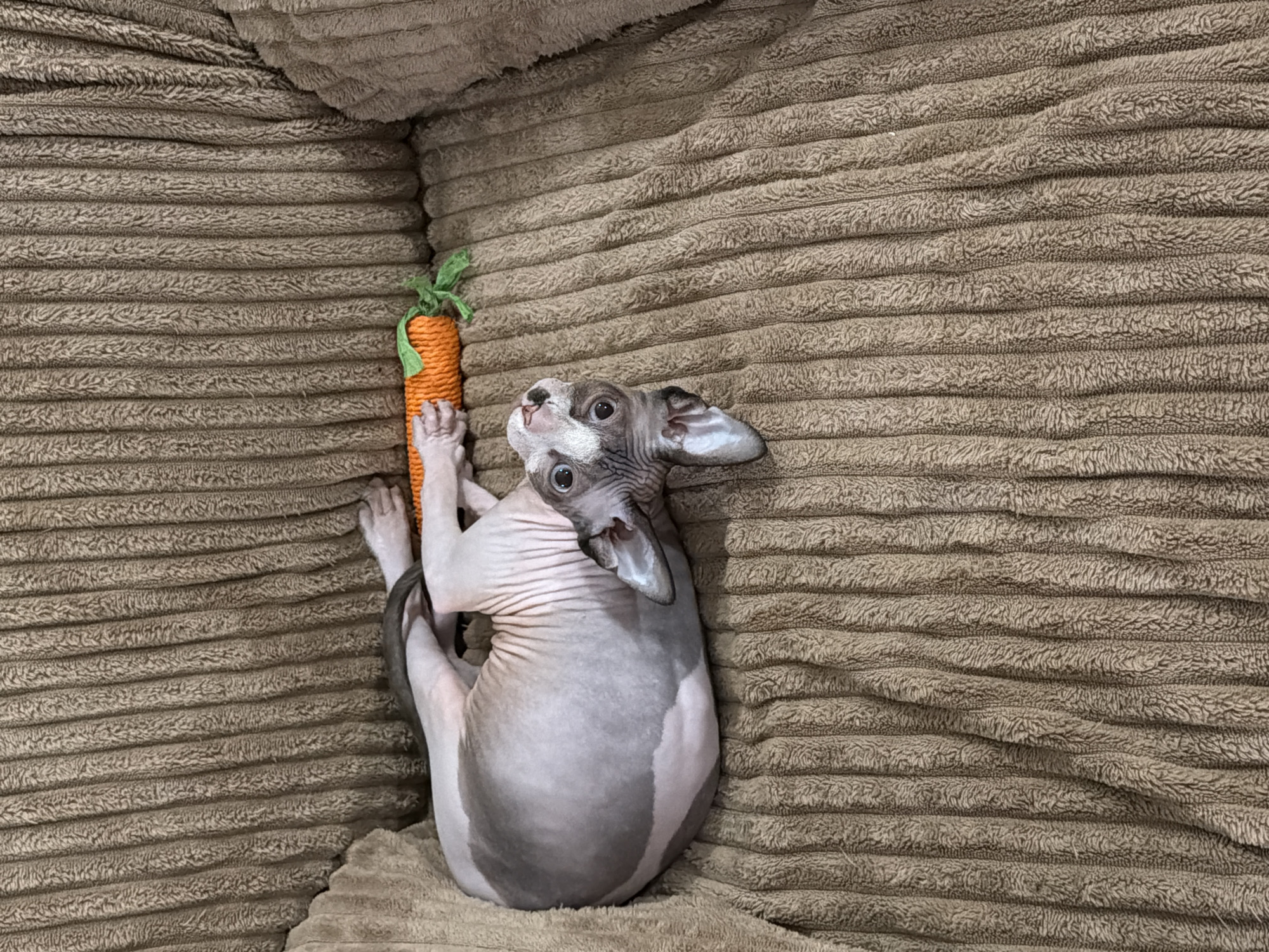 A hairless, gray and pink cat is lying on its back in a brown, ribbed cushion. The cat's tail is curled around its body and its paws are next to a toy carrot. The cat is looking upwards. The location is Unknown, Unknown.