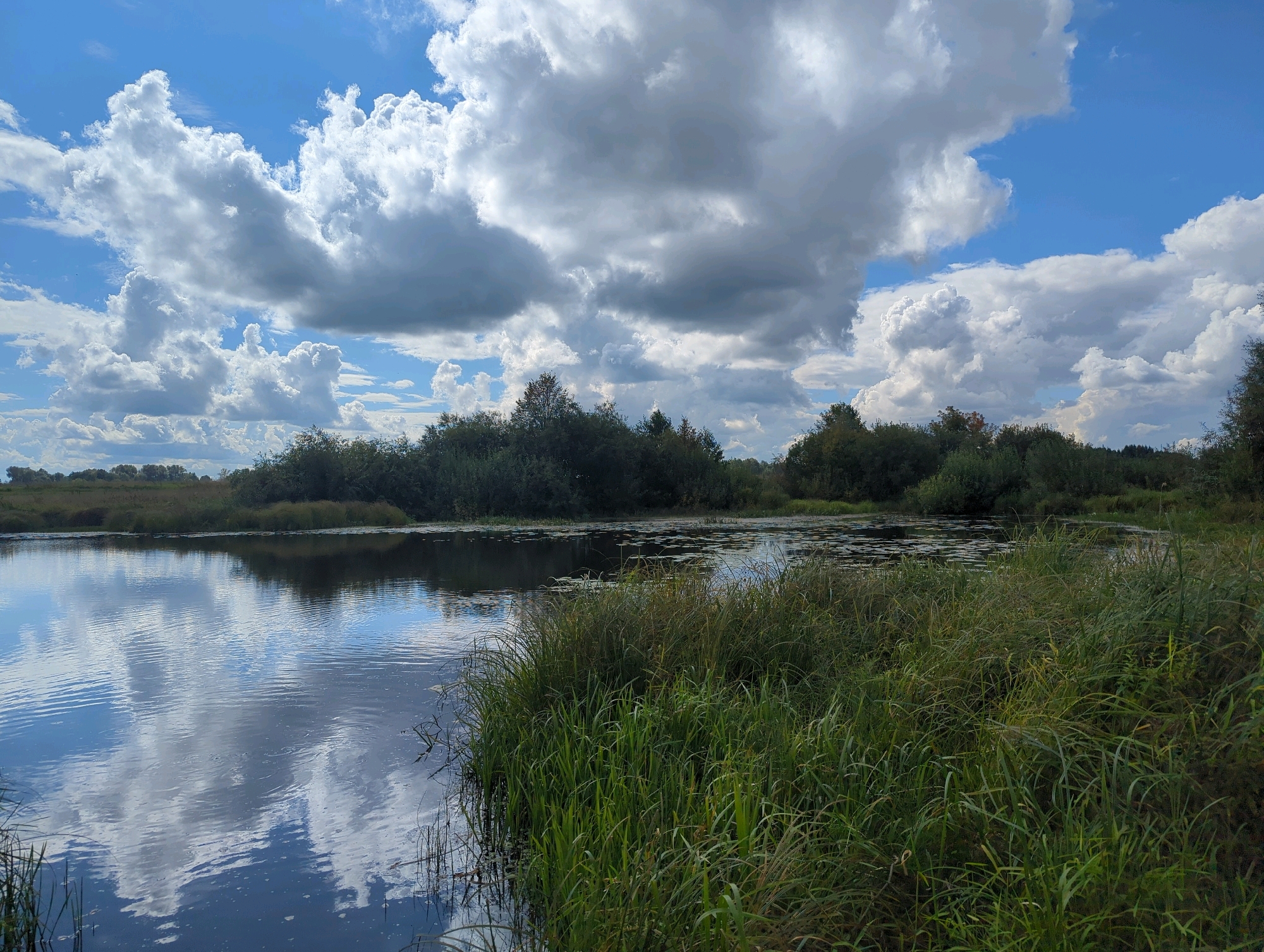 This is a wide-angle, eye-level, natural light photograph of a peaceful, serene natural landscape, likely a park or natural reserve, located within the city limits of Vladimir, Russia. The image depicts a tranquil body of water reflecting a dramatic sky filled with large, fluffy white and grey clouds against a clear blue sky. Dense green foliage, consisting of trees and tall grasses, lines the far bank of the water and encroaches on the right foreground. The water itself is calm, with a few lily pads visible, and shows ripples from a gentle breeze, further enhancing the sense of peace. There are no people or animals visible in the scene. The overall impression is one of natural beauty and tranquility.
