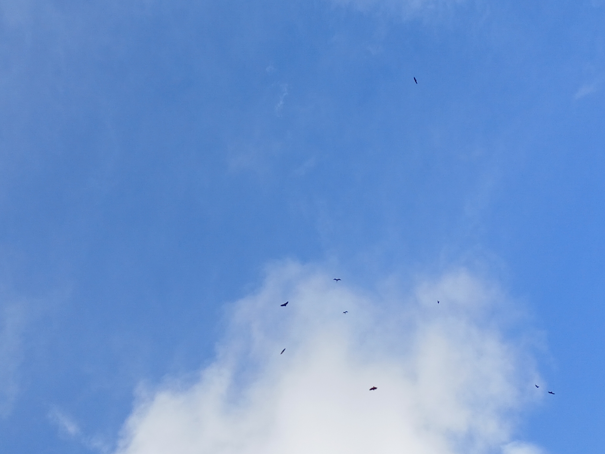 The image captures a clear blue sky with scattered white clouds, a common atmospheric condition in Altagracia, Venezuela. Several dark silhouettes of birds are visible in flight against the sky. One bird is positioned in the upper left quadrant, appearing to be near the edge of a cloud formation. Another bird is slightly to the right of the first, also in proximity to the clouds. Further down and to the left, a group of three birds are flying in formation. The clouds are wispy and diffuse, suggesting a partly cloudy day. The overall scene is natural and serene, depicting a moment of avian activity in the sky above Altagracia.