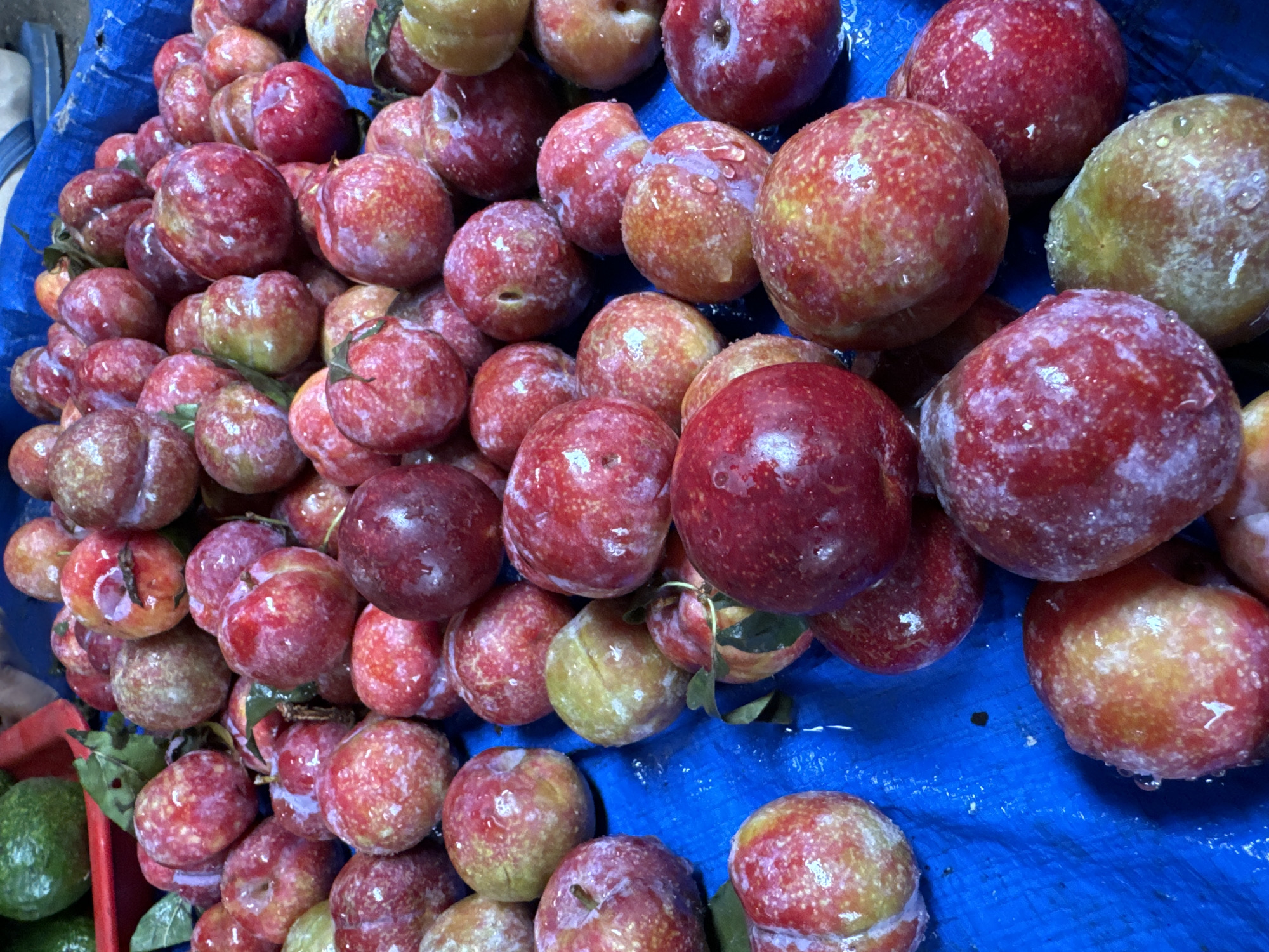 A collection of wet, red and yellow plums is arranged on a blue tarpaulin. A partial avocado and red plastic container are visible on the lower left side. The plums appear to be recently washed, with water droplets clinging to their surfaces. The scene is brightly lit, possibly outdoors. There is no evidence of people in the image. Location: Mũi Né, Vietnam (inferred).