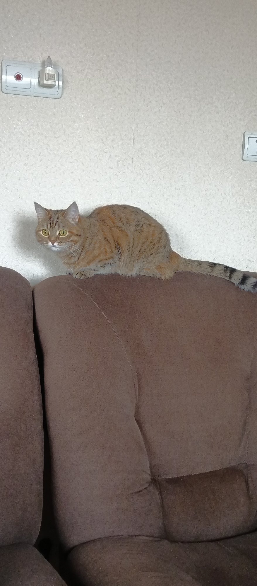 A feline, predominantly orange with darker stripes, sits on the top of a brown, upholstered sofa. The cat is facing left, with its yellow eyes looking slightly off-center. Its tail is extended behind it, featuring black and gray stripes. The sofa occupies the lower portion of the frame.
The background consists of a textured, light-colored wall. On the wall, there are two electrical fixtures, one on the upper left and another partially visible on the upper right.
The location is indoors, presumably in a residential space. The city and specific location are unknown.