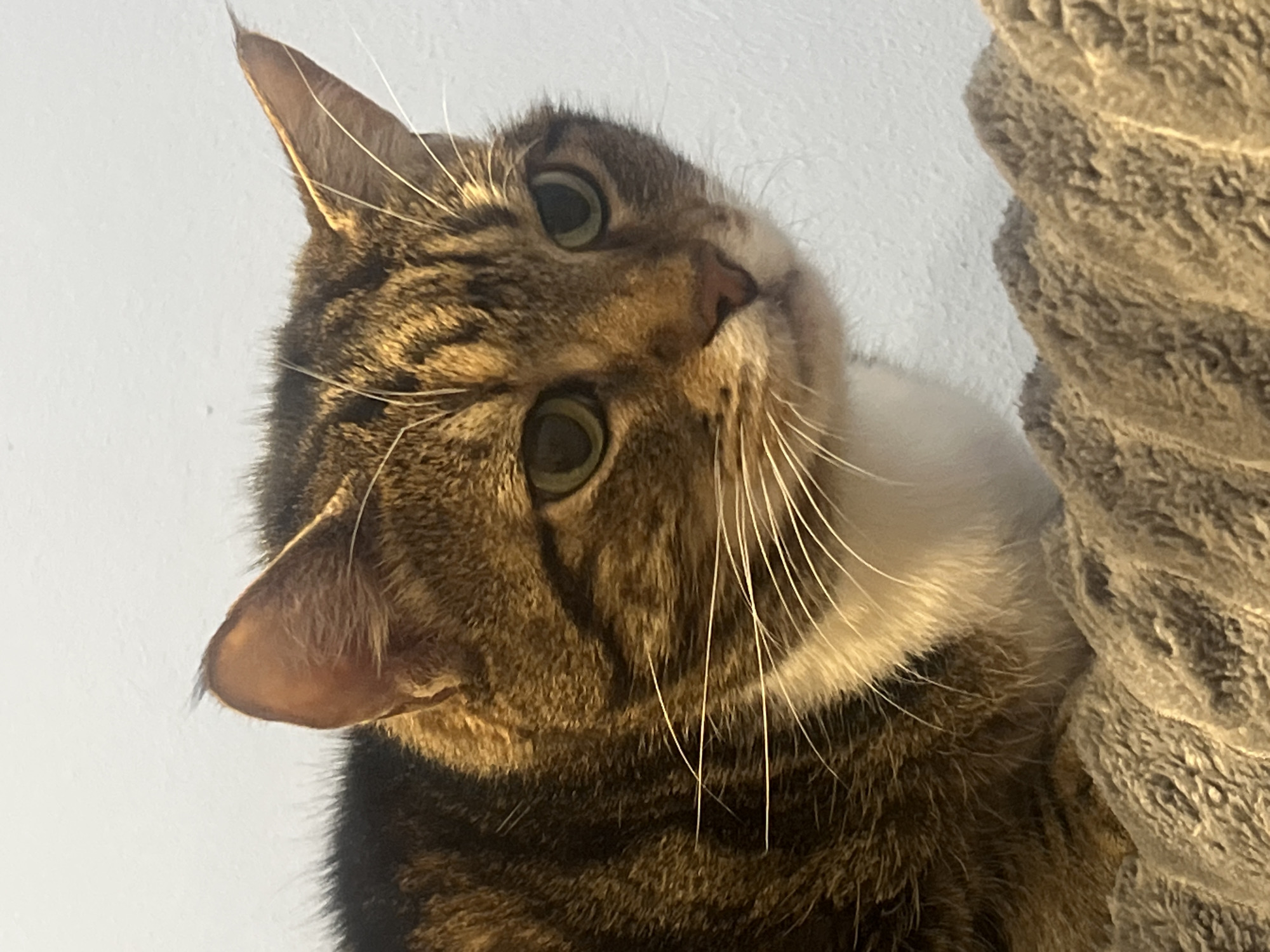 A close-up, upward-angled shot reveals a brown and tan tabby cat with a white chest and long white whiskers. The cat is looking directly at the camera with green eyes. Part of a textured gray post or scratching post is visible on the right side of the frame. A light background is visible in the upper-left corner. There is no indication of location in the city of Odesa, Ukraine.