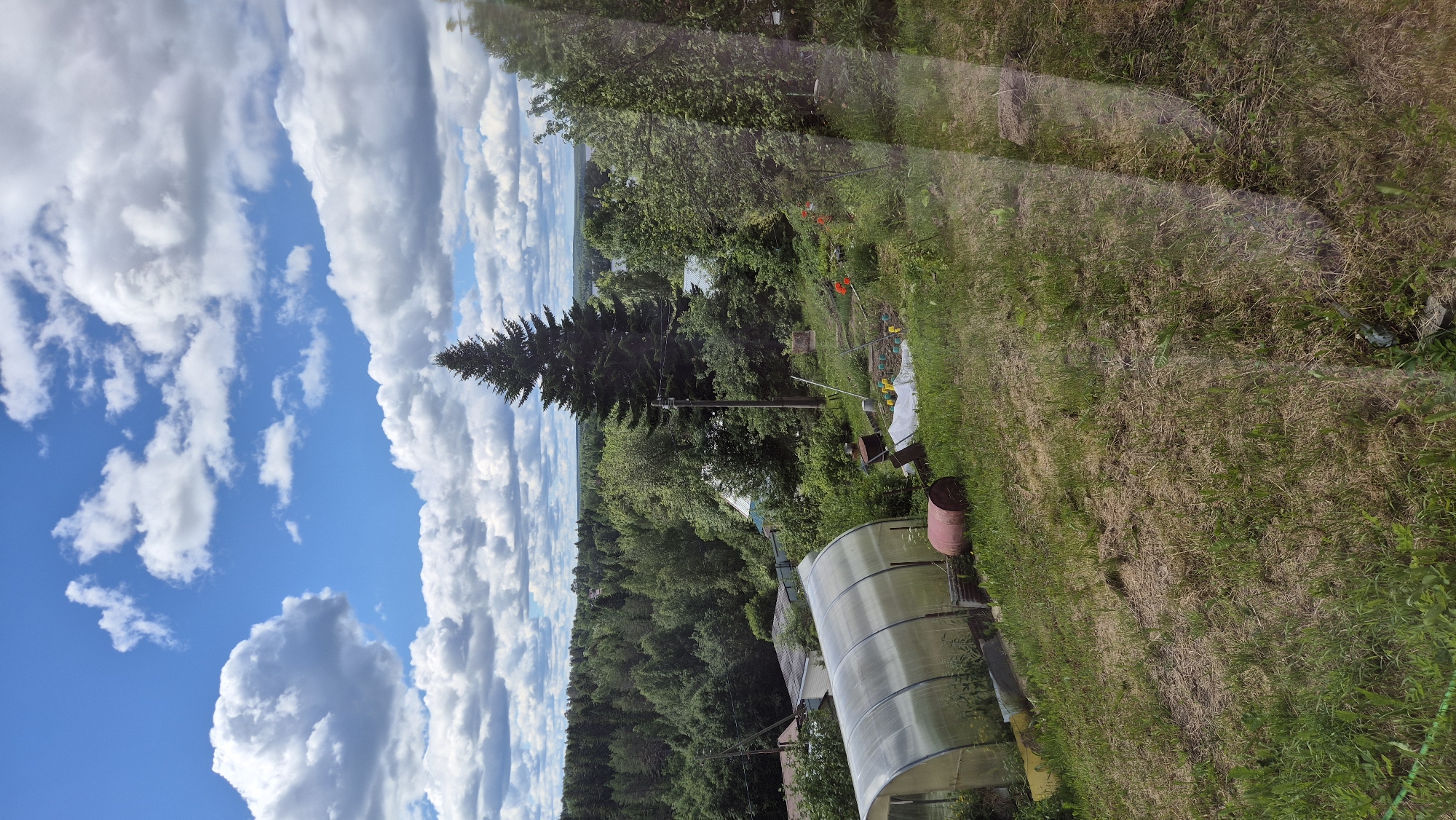 This image depicts a rural landscape in Mashezero, Russia, under a partly cloudy sky. In the foreground, a grassy slope leads down towards a garden area. A large, clear-plastic greenhouse is situated on the left, with a red barrel next to it. Further into the garden, there are some planted rows covered with white sheeting and yellow markers, suggesting cultivation. Several trees are scattered throughout the scene, including a tall, prominent evergreen tree in the mid-ground. Beyond the immediate garden, there is a dense forest, and in the distance, a body of water is visible. Several houses with visible rooftops are interspersed within the trees. The overall impression is of a rural dacha or country home setting during daylight hours.