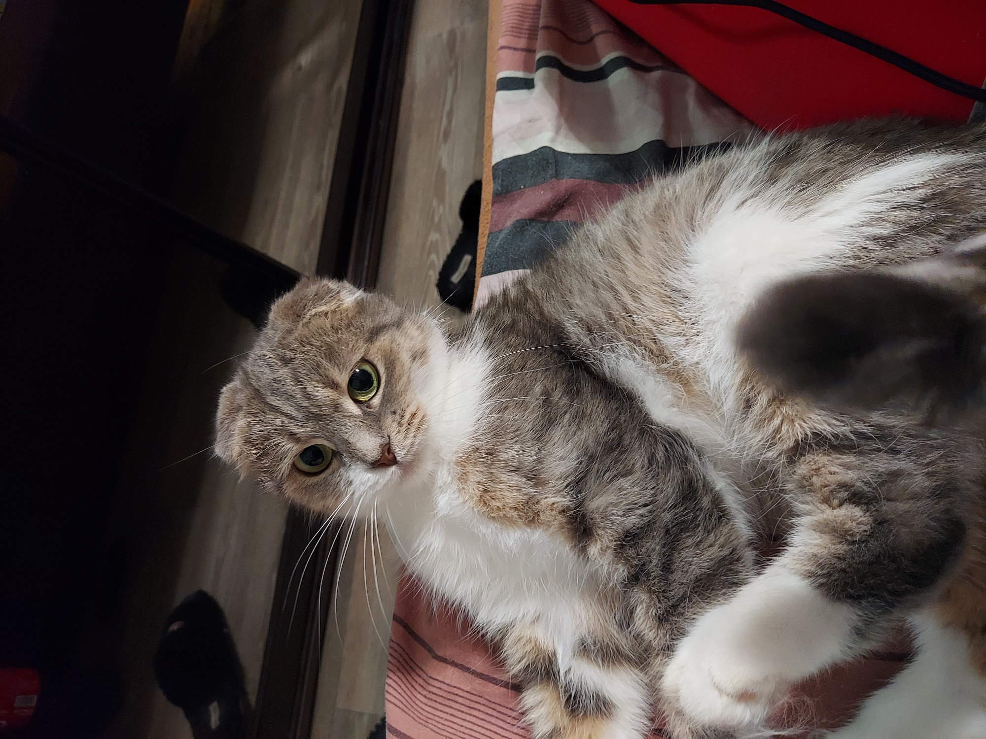 An adult cat with gray and white fur, green eyes, and folded ears is lying on its back on a striped surface. The cat is looking towards the camera with a curious expression. The background is dark and out of focus, showing a wooden floor and a hint of furniture. The lighting is dim, suggesting an indoor environment. There are no people or other animals visible in the image. The scene is static and appears to be a candid photograph of a pet.