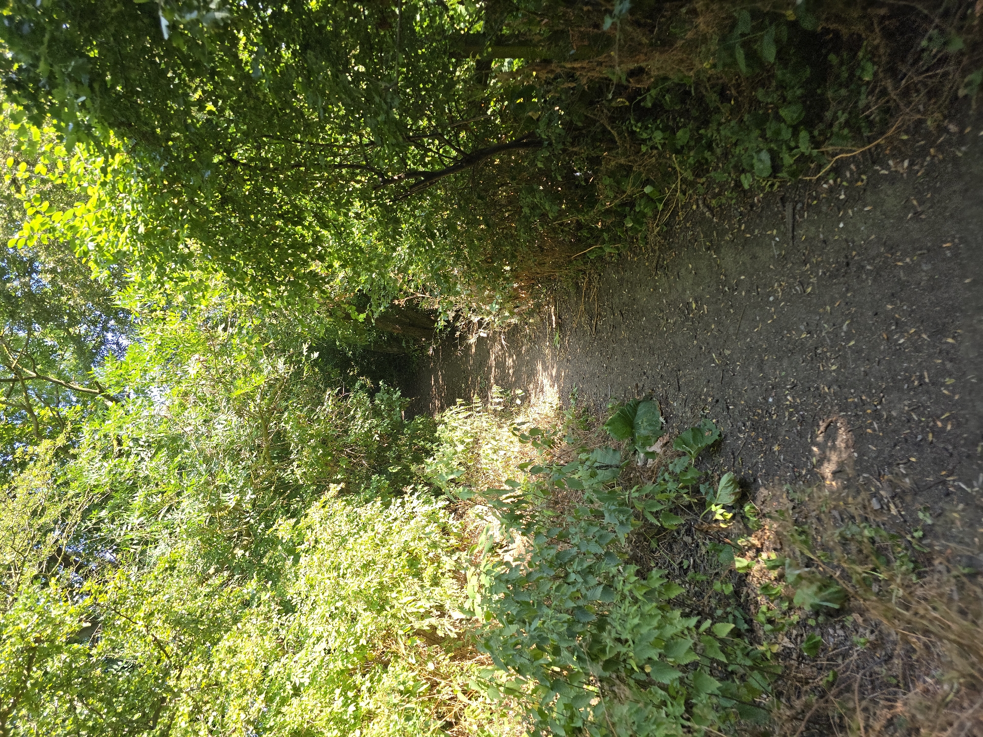 This media file depicts a sun-dappled dirt path winding through lush green foliage. The path appears to be in a wooded area or a park, with trees and undergrowth densely lining its edges. Sunlight filters through the leaves, casting dappled shadows on the path and surrounding vegetation, suggesting it is daytime. The foliage is vibrant and varied, with some areas appearing sunnier and brighter, while others are in deeper shade. The path itself is composed of dark soil with scattered small stones and fallen leaves. The overall scene conveys a sense of natural tranquility and a secluded pathway, possibly in a rural or parkland setting within Stockton-on-Tees, United Kingdom. There are no people or text visible in the image.