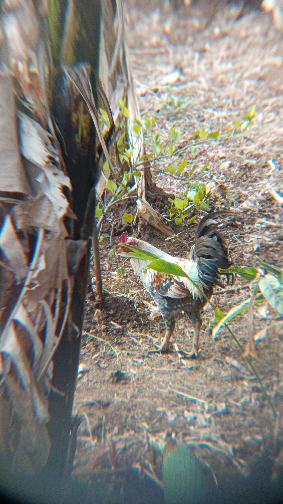 The image depicts a rooster standing on the ground amidst foliage and dry vegetation. The rooster is facing to the left, with its body angled slightly away from the viewer. It has a red comb on its head and black and white patterned feathers on its body and tail. The background consists of dry soil, fallen leaves, and some green plants. There is a large tree trunk on the left side of the image, partially obscuring the rooster. The scene appears to be outdoors in a natural or semi-natural environment. The image quality is somewhat distorted with chromatic aberration, suggesting it might have been taken with a lens that exhibits this effect. The location is specified as Margajaya, Indonesia.