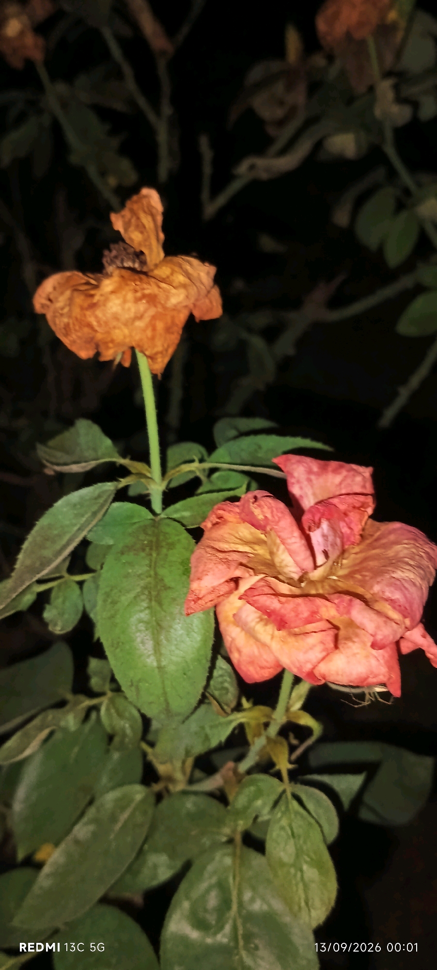 A close-up, eye-level shot captures two wilting roses against a dark, blurred background. The rose in the foreground is a muted pink and orange, its petals curled and dry. Behind it, slightly to the left, is another rose, this one predominantly orange, also showing signs of decay. Green leaves, some showing spots, surround the blooms, their texture rough. A thin green stem supports the foreground rose, while another stem, less visible, supports the background rose. The lighting is dim, with a slight reddish cast illuminating the flowers. At the bottom left, the text "REDMI 13C 5G" is visible, and at the bottom right, the date and time "13/09/2026 00:01" are imprinted. The scene appears to be outdoors, likely in a garden, with the dark background suggesting it might be nighttime or a shaded area. The specific location of Sondiha North, India is not visually discernible from the image itself.