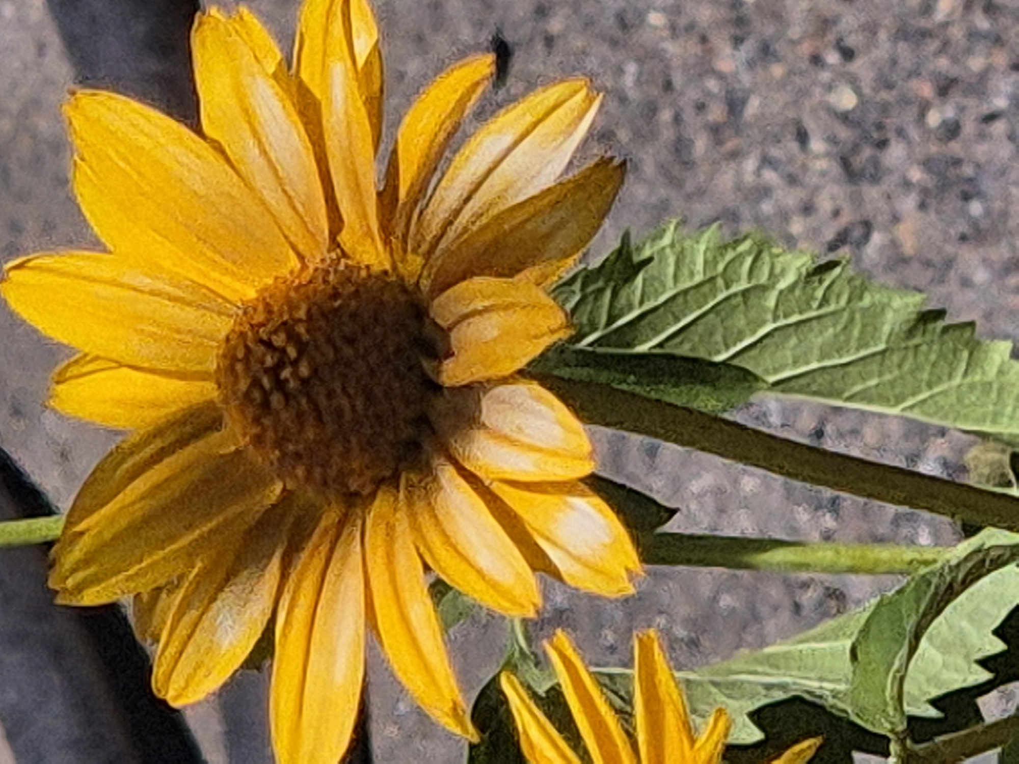 A close-up, vertical shot features a vibrant yellow daisy-like flower with a dark brown center against a textured gray background. The flower's petals, some slightly curled and bearing white highlights, radiate outwards. Green leaves with serrated edges are visible below the flower, along with thin green stems. The background appears to be an asphalt or paved surface. The image is a still life, with no people or visible actions. The location in Kokshetau, Kazakhstan, is not discernible from the image itself.