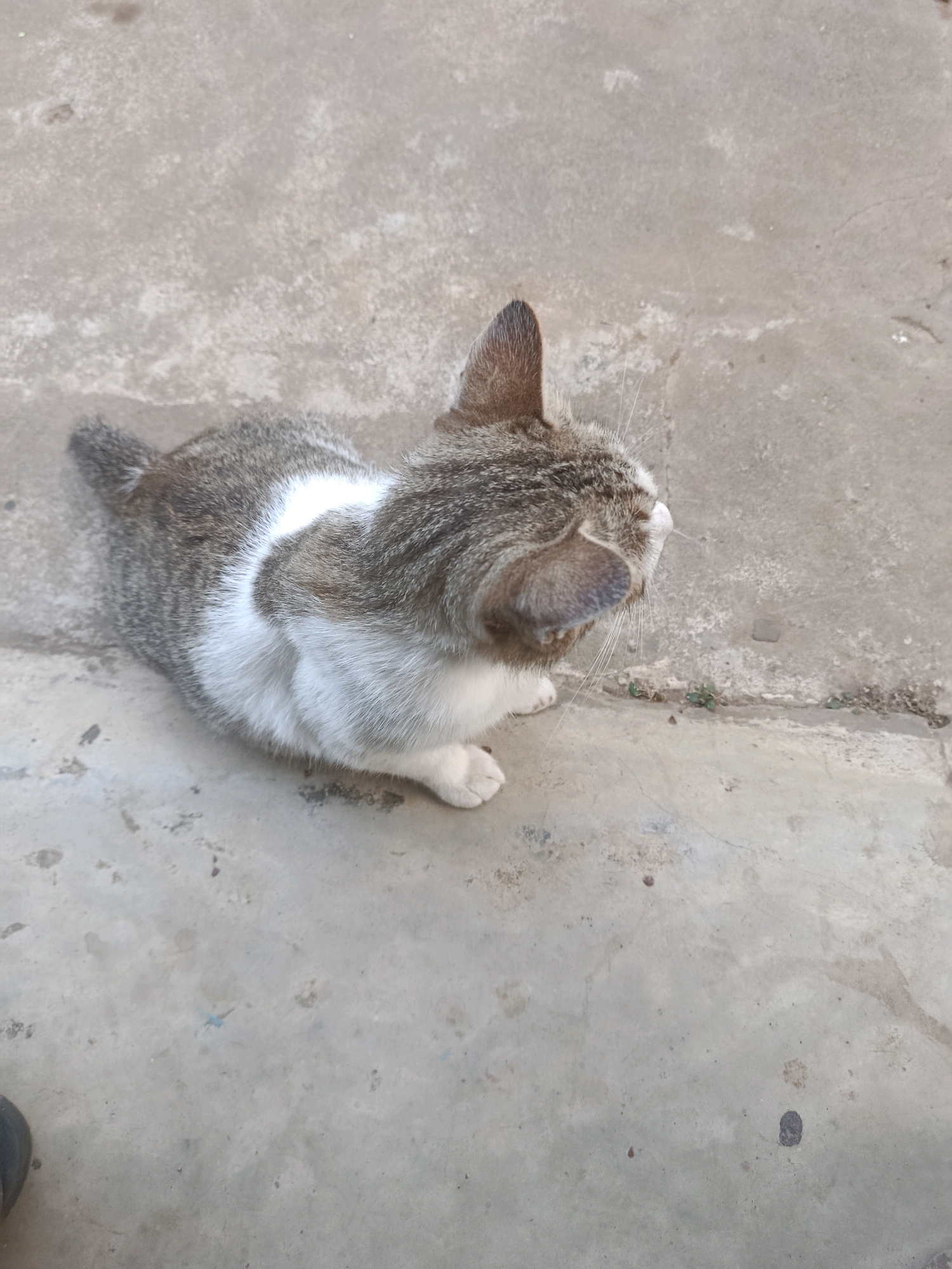 A tabby and white cat sits on a gray concrete surface. The cat is facing to the right, with its head turned slightly upwards. Its fur is striped with gray and brown, with a large patch of white on its chest and belly. The cat's tail is bushy and gray with white stripes. The concrete surface is rough and uneven, with some small weeds growing in cracks. The scene appears to be outdoors in a public area, potentially a sidewalk or street in the city of Sepanjang, Indonesia.