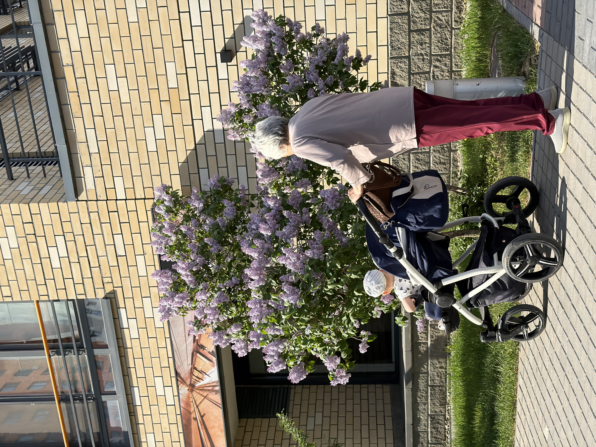 An outdoor scene shows a brick building, a sidewalk, grass, a lilac bush, a woman, and a baby in a stroller. The building has a brick facade in a light tan color. The sidewalk is constructed of light gray brick-like pavers. A strip of green grass separates the sidewalk from the building. A large lilac bush with purple flowers grows in front of the building. An older woman with gray hair is standing near the lilac bush. She is wearing a light-colored jacket and maroon pants. She is bent over, looking at a baby in a stroller. The stroller is navy blue and white. The baby is wearing a striped hat.
The location is Tyumen, Russia.