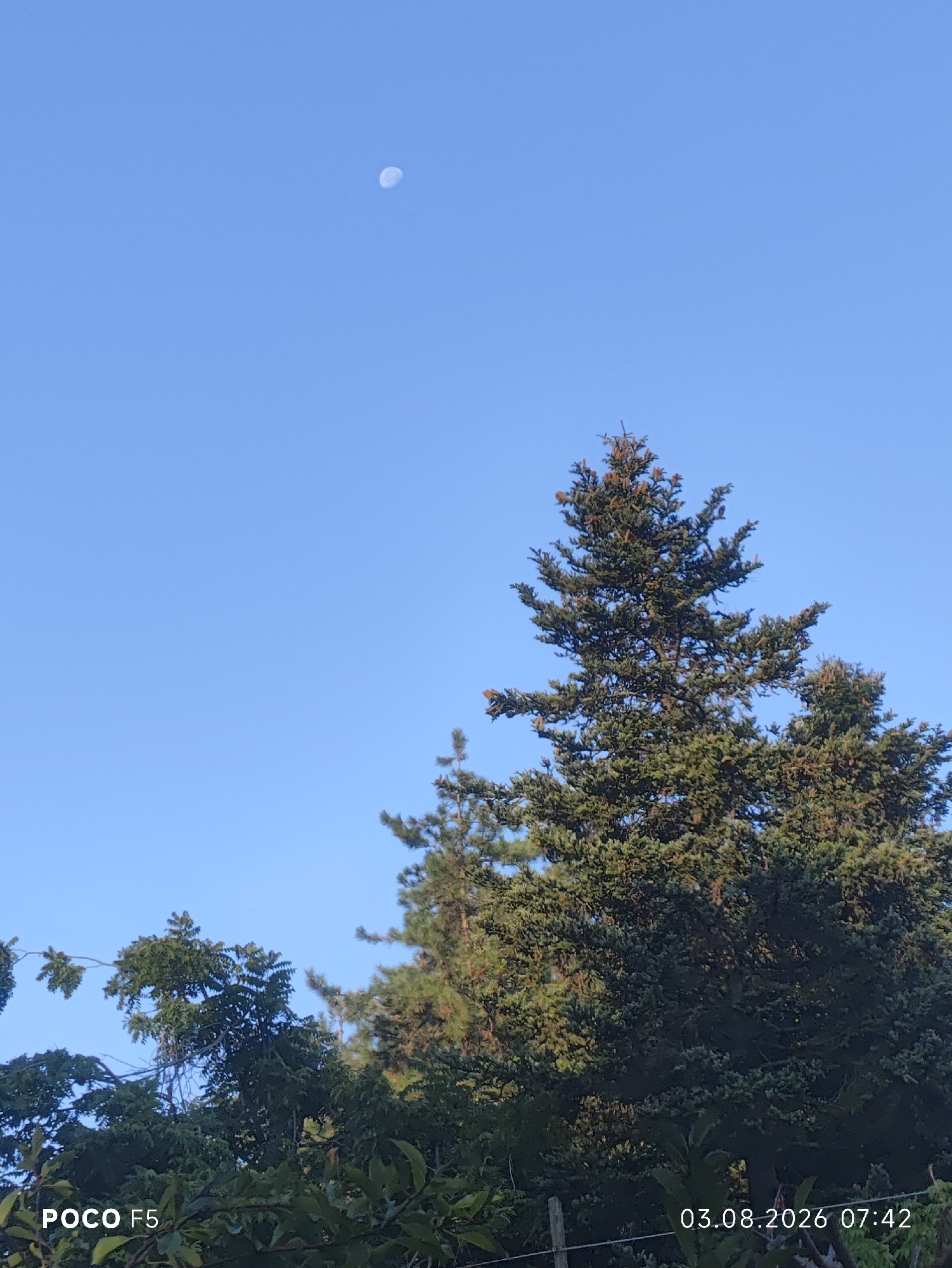 The image shows a clear blue sky with a crescent moon visible in the upper left quadrant. In the lower right portion of the image, the upper canopy of a large evergreen tree, likely a spruce or fir, is prominent. Smaller trees and foliage are visible in the foreground, partially obscuring the base of the larger tree. Text indicating "POCO F5" and "03.08.2026 07:42" is overlaid on the bottom of the image. The scene appears to be an outdoor, natural setting. There are no people or animals present. The photograph was likely taken in Collecchio, Italy, given the date format.