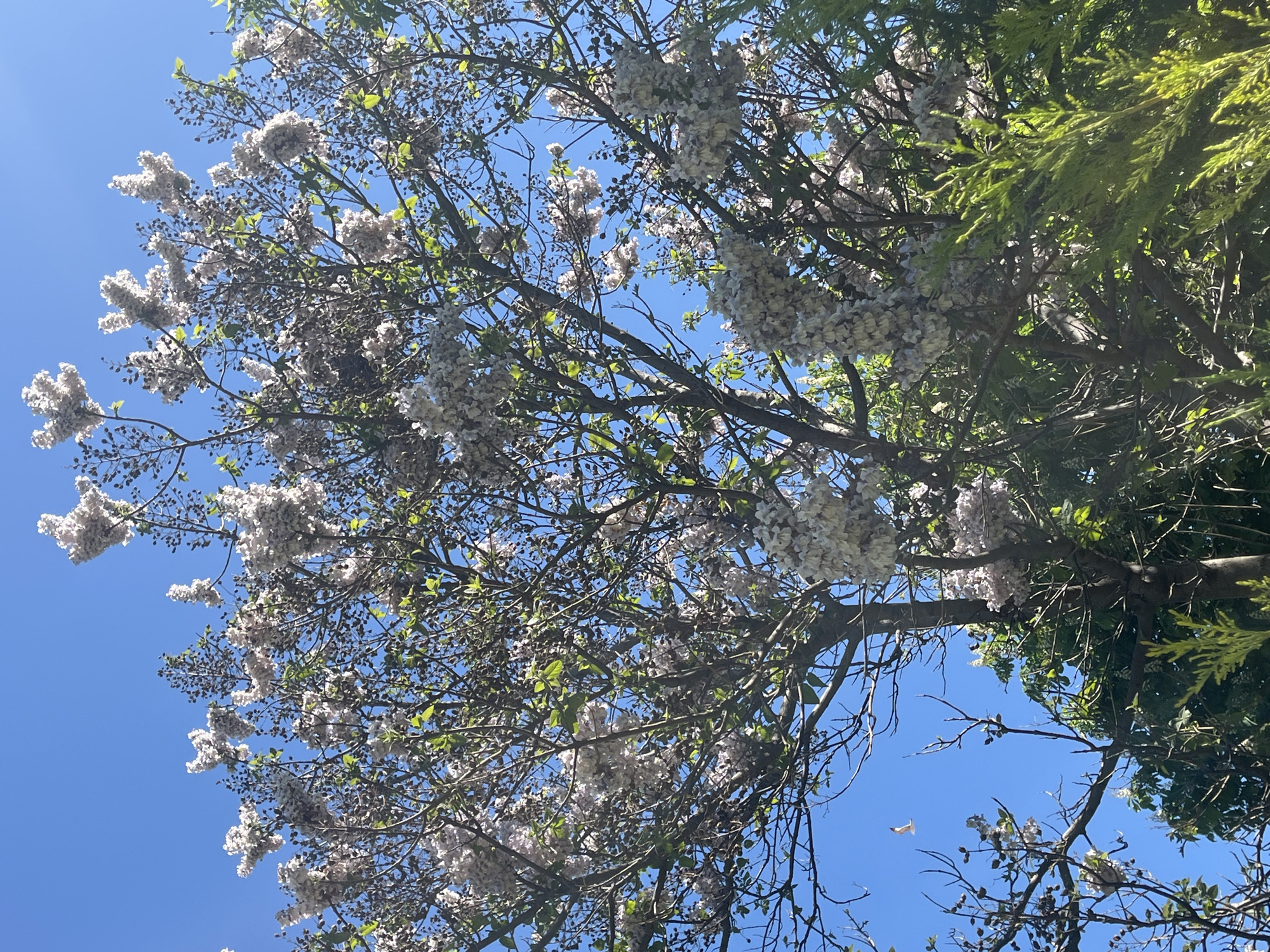 An upward-facing shot of a blooming tree with white flower clusters against a clear blue sky, likely taken in Plovdiv, Bulgaria, given the prompt. The tree's branches are visible, and some green foliage from another tree is on the right side of the frame. A single white bird is visible in the lower center of the frame.