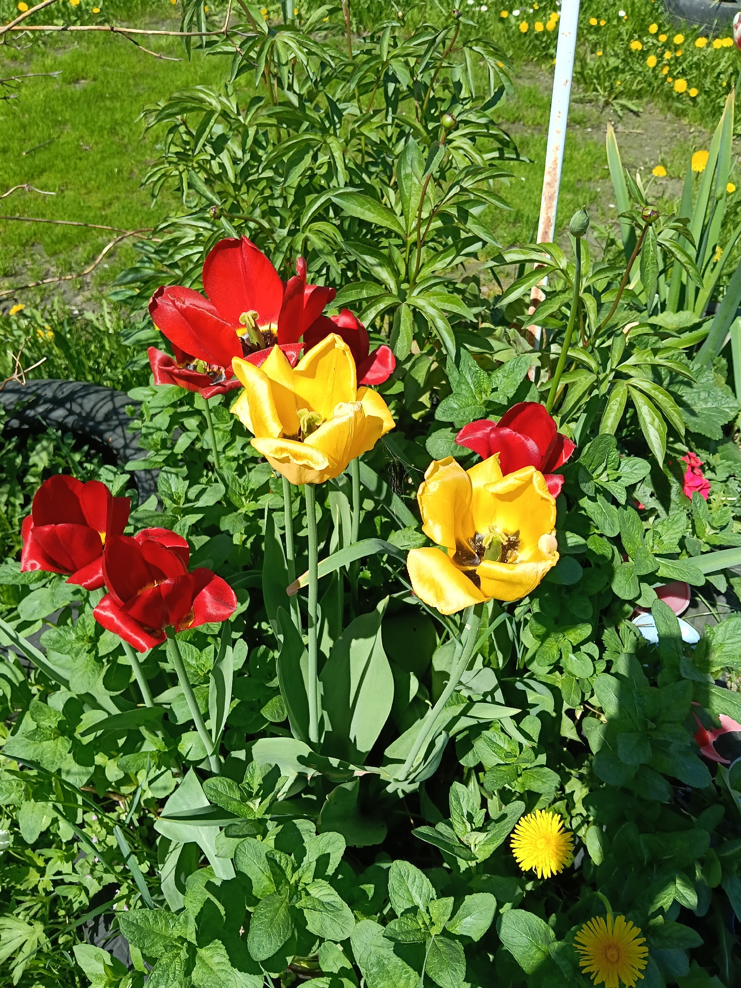 The image shows a close-up of a flower bed with red and yellow tulips. The tulips are in full bloom, surrounded by lush green foliage. There are also dandelions present. The location is Красный Маяк, Russia. The image suggests a garden setting with a variety of plants and flowers.