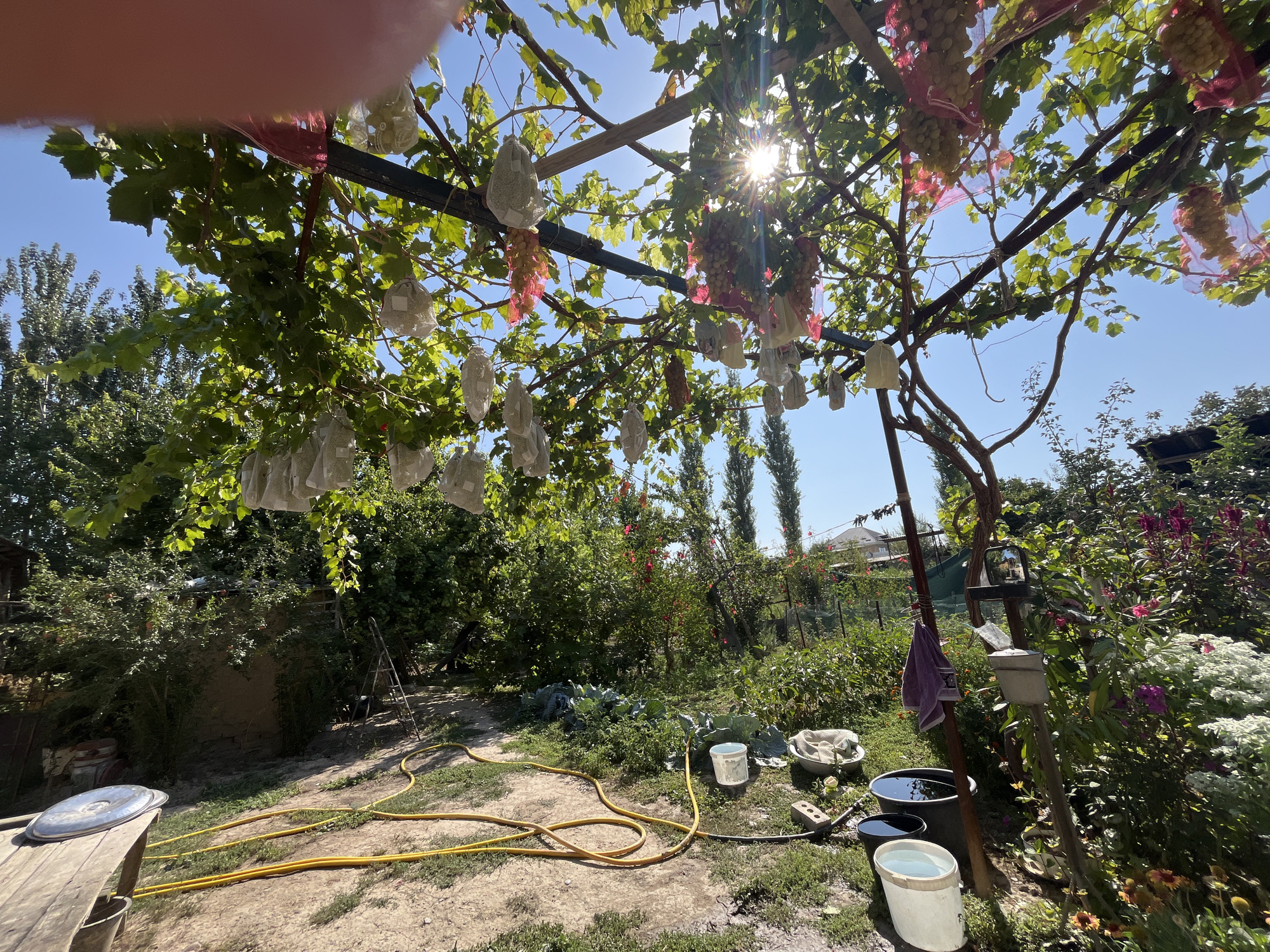 In a sun-drenched backyard in an unknown location, a grape arbor is laden with bunches of grapes, some of which are encased in protective white bags. The sunlight streams through the leaves, creating a dappled effect on the ground. The scene is rustic, with a yellow garden hose coiled on the dusty ground. Various buckets, some filled with water, are scattered around, along with a brick and a metal basin. The background is a lush garden with dense greenery and tall trees. A ladder leans against a wall, suggesting ongoing work or maintenance. The overall impression is one of a productive and somewhat untidy garden setting, bathed in warm sunlight.