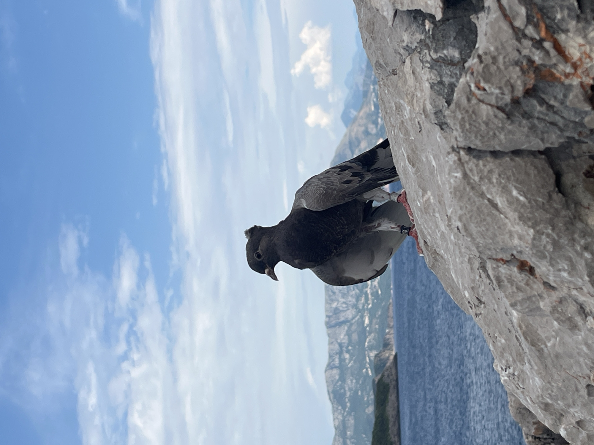 A pigeon is perched on a rocky ledge, its body angled towards the viewer. The pigeon is mostly dark gray with lighter gray and white markings on its wings and chest. Its head is slightly lowered, and its beak is open. In the background, a bright blue sky is dotted with white, wispy clouds. Below the sky, a body of water, likely the sea, is visible, with distant, hazy mountains on the horizon. The rocky ledge the pigeon is on is rough and textured, with shades of gray and some reddish-brown streaks. The image is captured in daylight, likely during the day given the bright sky. The orientation of the image is such that the pigeon appears to be looking upwards, as if being filmed from below. The scene evokes a sense of nature and wildlife in a scenic, possibly mountainous, coastal environment.