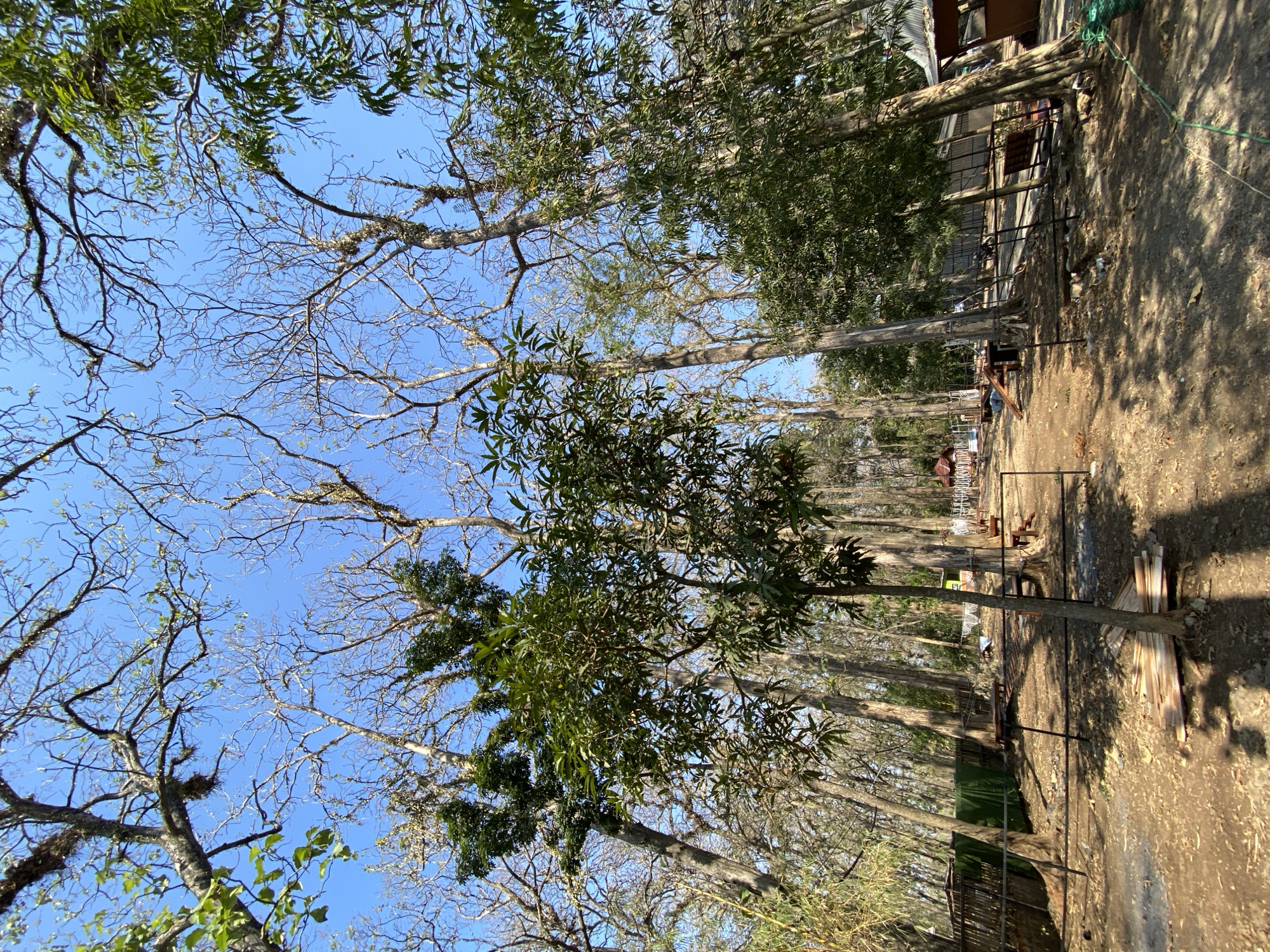 A low-angle, wide shot captures a sun-drenched, dry forest clearing. Tall, slender trees with bare branches dominate the upper half of the frame, their silhouettes stark against a clear blue sky. Lush green foliage is sparse, appearing primarily on younger trees in the foreground and as patches on some of the larger trees. The ground is covered in dry leaves and dirt, with shadows cast by the trees.
In the middle ground, a cleared path winds through the trees. Fences, made of black metal and what appear to be wooden planks, delineate sections of the area. Several small structures, possibly stalls or shelters with corrugated metal roofs, are visible on the right side of the clearing. Some wooden benches and tables are scattered throughout the area, suggesting a public or recreational space. A green tarp is visible behind a fence on the left side of the image. A small pile of lumber lies near the base of a young tree in the foreground. The scene appears to be located in Ketileng, Indonesia, an area known for its natural beauty and potential for outdoor activities.