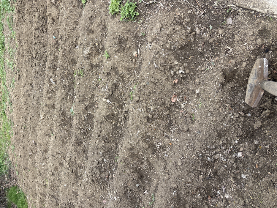 The scene depicts an outdoor agricultural plot located in Lehvaz, Armenia. The ground is composed primarily of dark brown, loose, tilled soil, meticulously arranged into approximately six parallel rows or furrows that extend from the foreground towards the background. Sparse green vegetation, consisting of small plants and weeds, is intermittently scattered throughout the tilled area and more densely present along the upper background and right edge of the frame. In the bottom right corner, a portion of a shovel is visible, its metallic head appearing weathered with some rust, partially resting on the soil with its wooden handle extending out of the frame. No individuals are present. The environment suggests recent manual labor associated with gardening or crop preparation under natural daylight conditions.