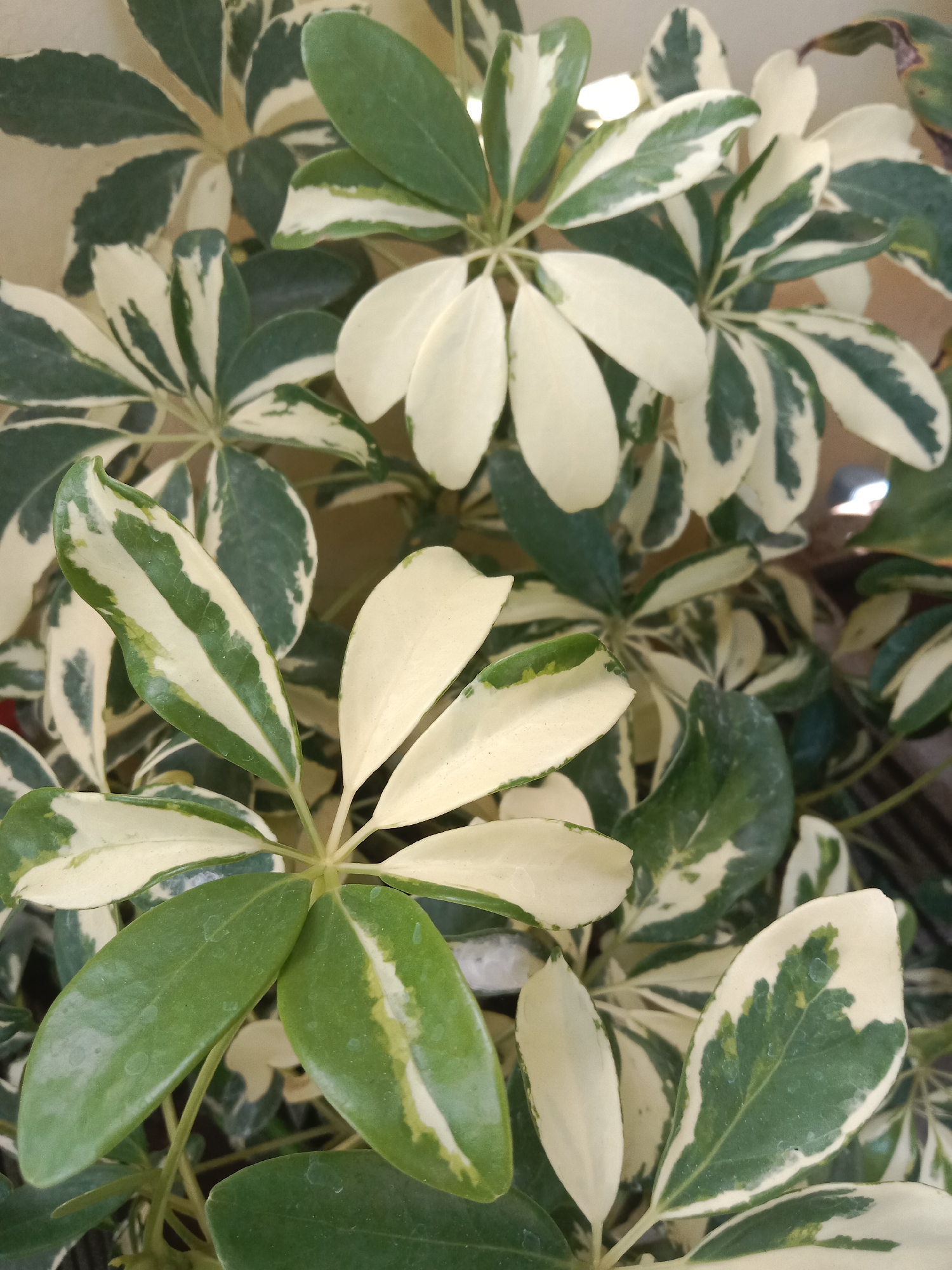 The image shows a close-up of a variegated Schefflera plant, likely indoors given the lighting. The leaves are a mix of green and creamy white. The plant is dense with multiple stems and clusters of compound leaves, each compound leaf consisting of several leaflets radiating from a central point. The background is out of focus and appears to be a light-colored wall. There are no people or animals visible in the image. The location in Probolinggo, Indonesia, is not discernible from the visual information provided in the image.