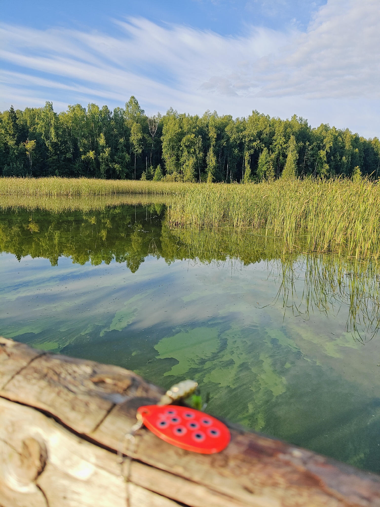 This is a photograph of a body of water with a shoreline of tall, green reeds and a dense forest in the background. The sky above is blue with scattered, wispy white clouds. In the foreground, a portion of a weathered wooden surface is visible, with a red fishing lure with black dots in focus on it. The water has patches of green algae or similar surface growth. The scene suggests a natural outdoor environment, likely a lake or river, and the presence of the fishing lure implies recreational fishing activity. While specific details about Chaykovsky, Russia, are not directly discernible from the image alone, such a natural setting is consistent with areas surrounding the city, which is known for its proximity to the Kama River and surrounding forests.