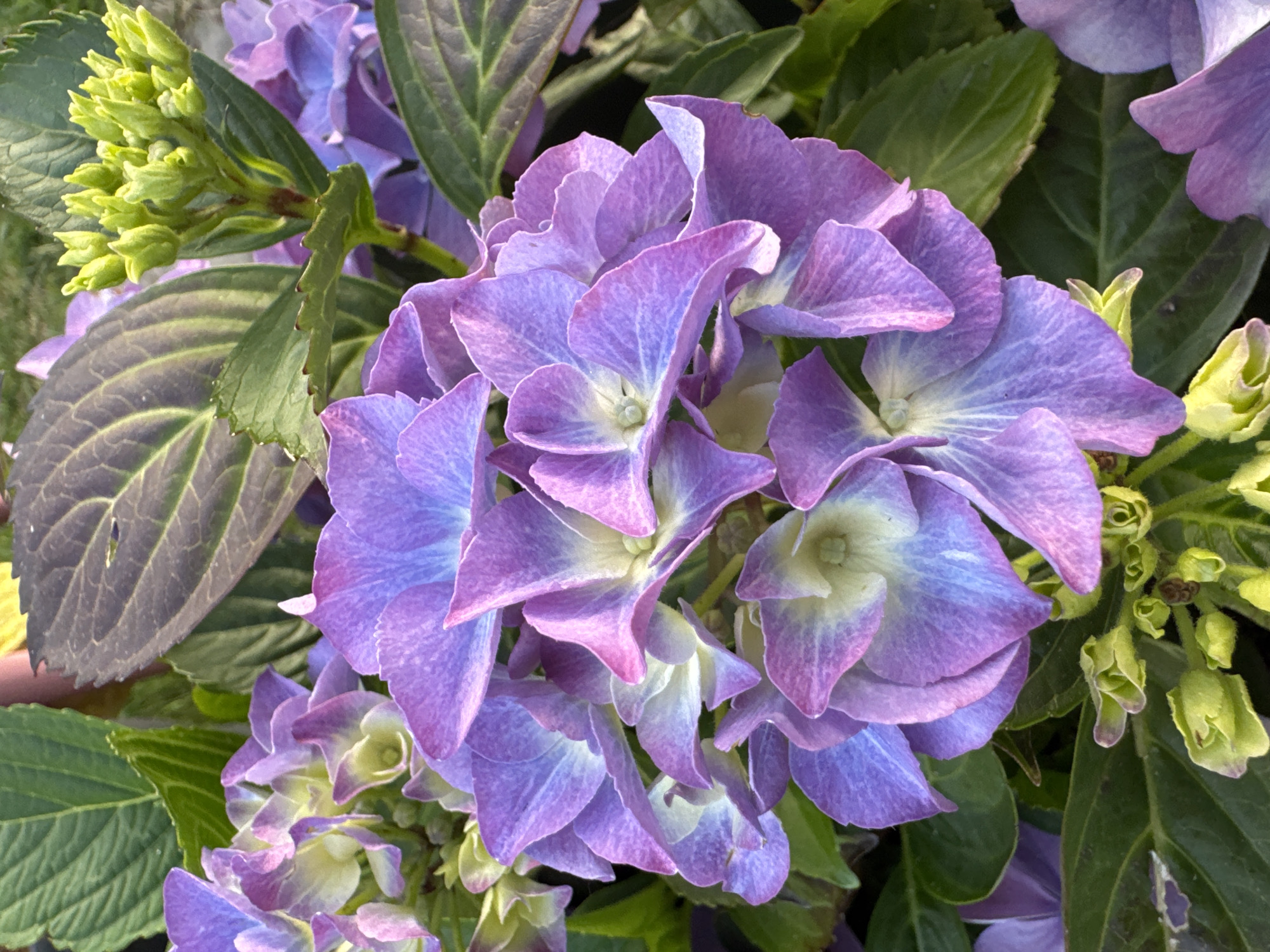 The image presents a close-up view of a cluster of purple hydrangeas. The flowers are densely packed together, their petals displaying a gradient of colors from light purple at the base to deeper shades at the edges. Interspersed amongst the flowers are green leaves, some of which show prominent veins. A cluster of unopened green flower buds is visible on the left side of the image. The location is not specified and there is no indication in the image of it being in the city of Unknown, Unknown.